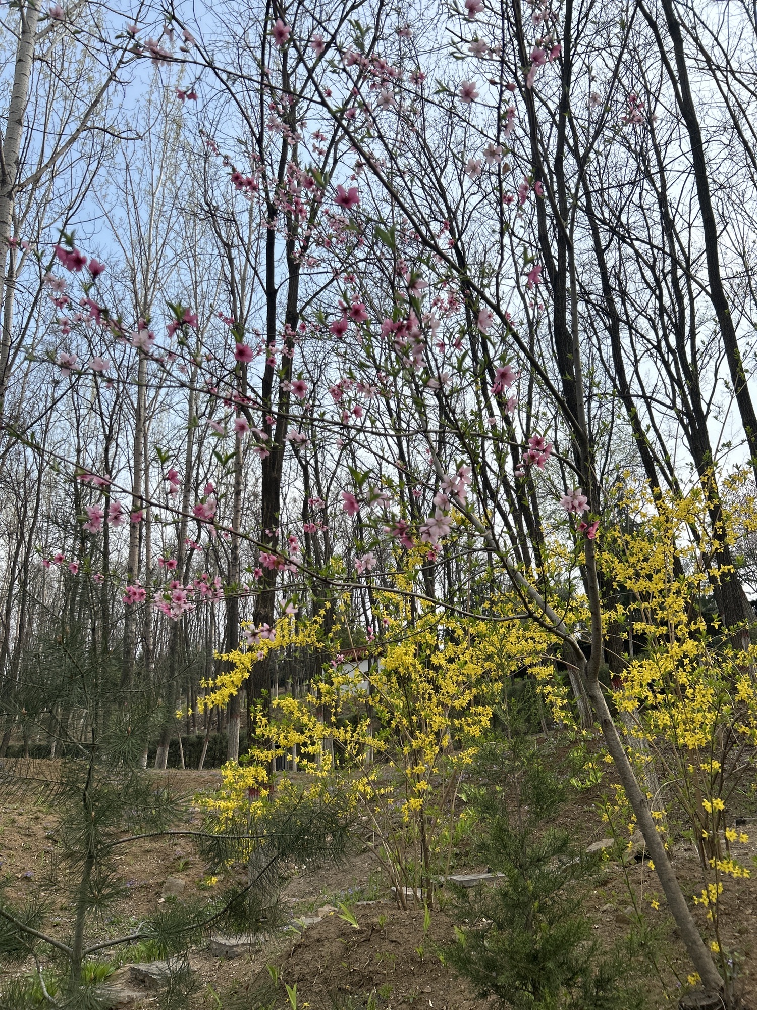 凤凰岭森林公园旅行图片 2