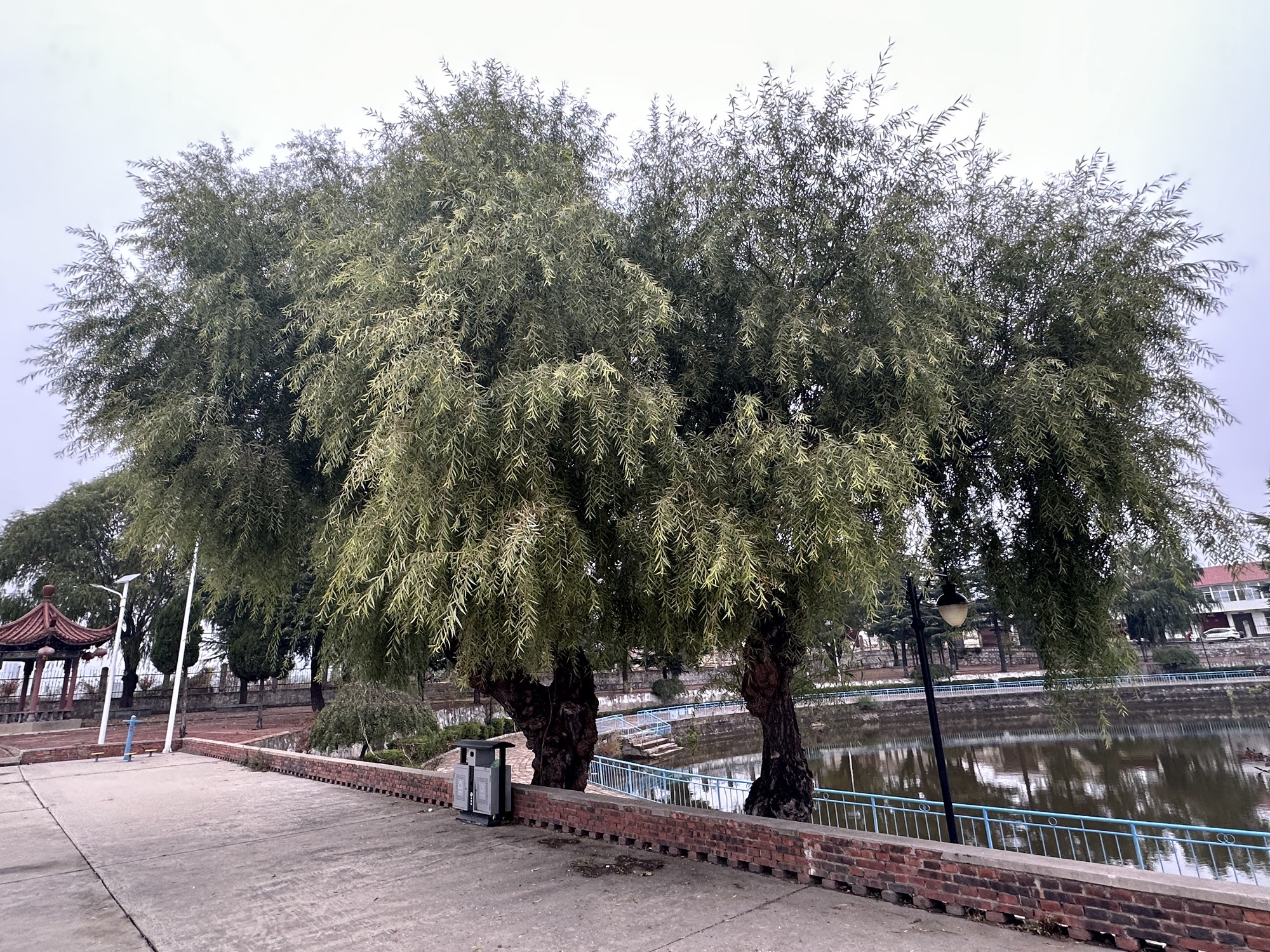 朝泽公园旅行图片 2