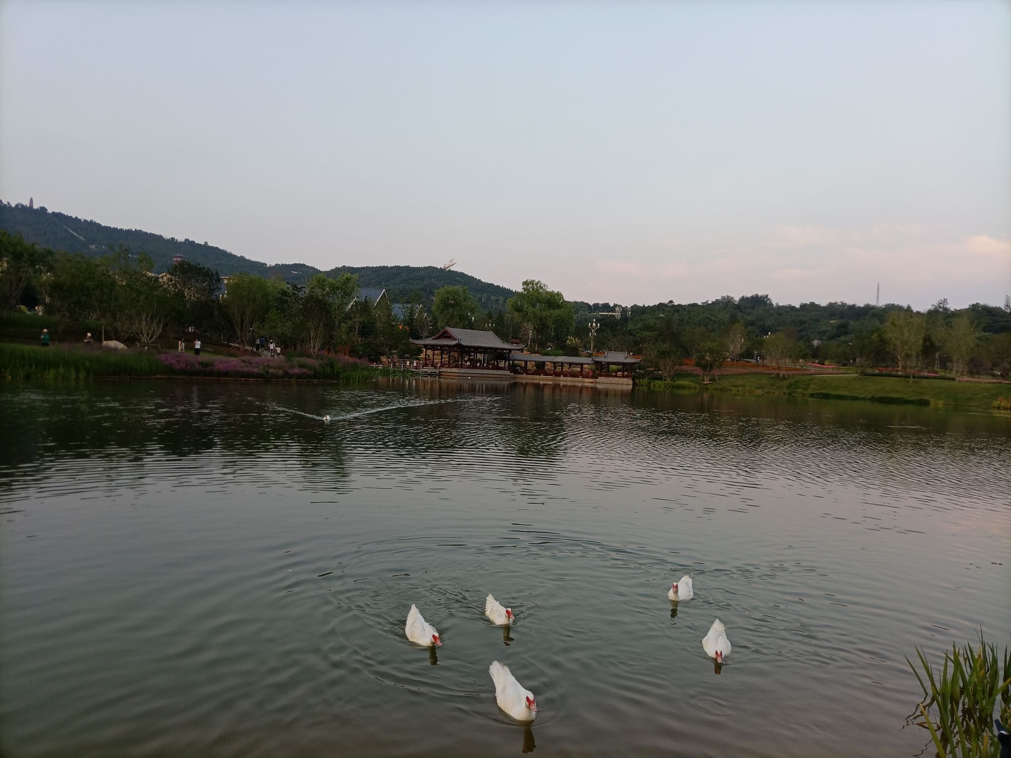 白马寺山森林公园旅行图片 3