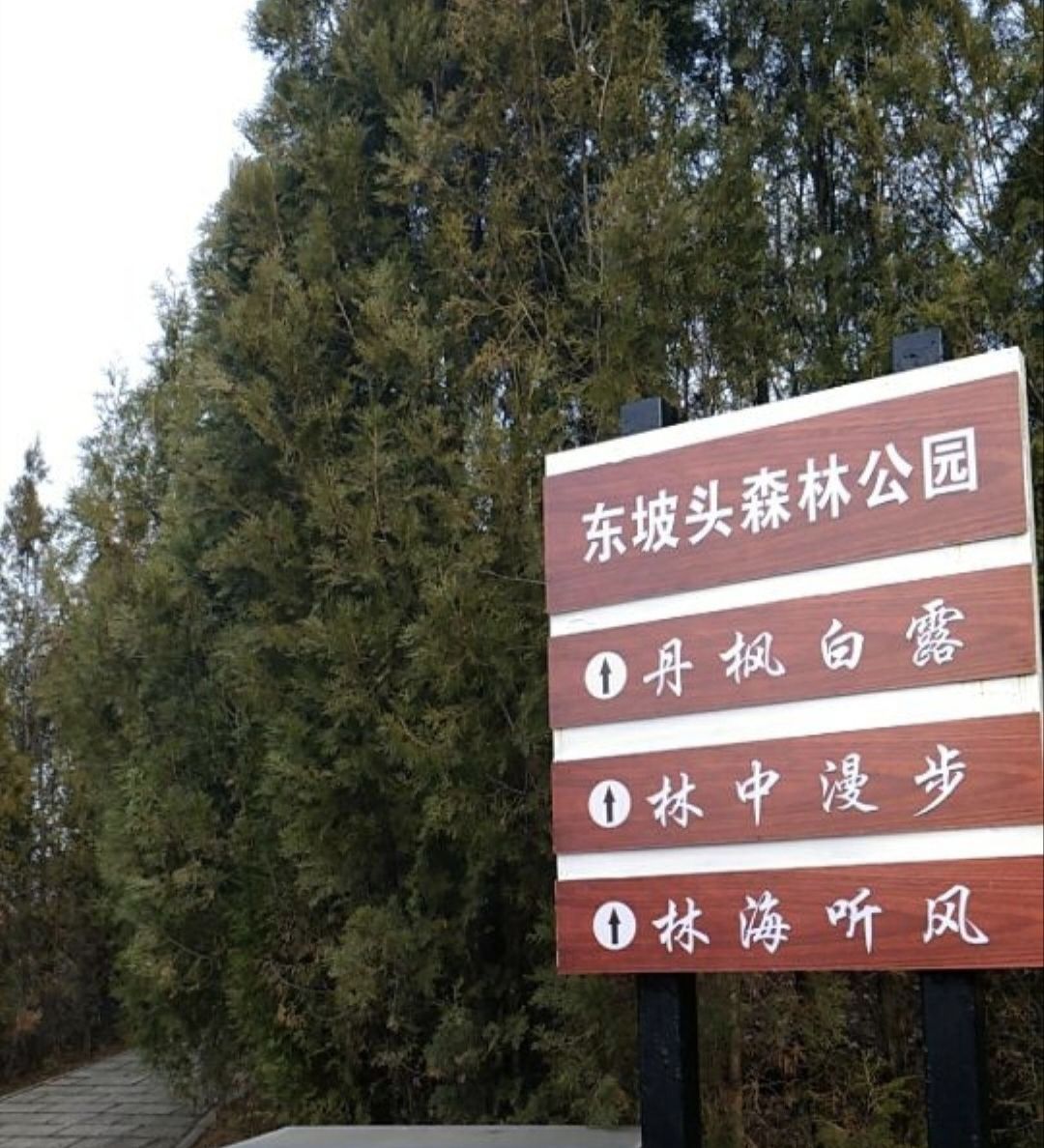 东坡头森林公园