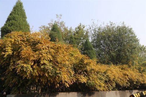 新田广场旅行图片 2