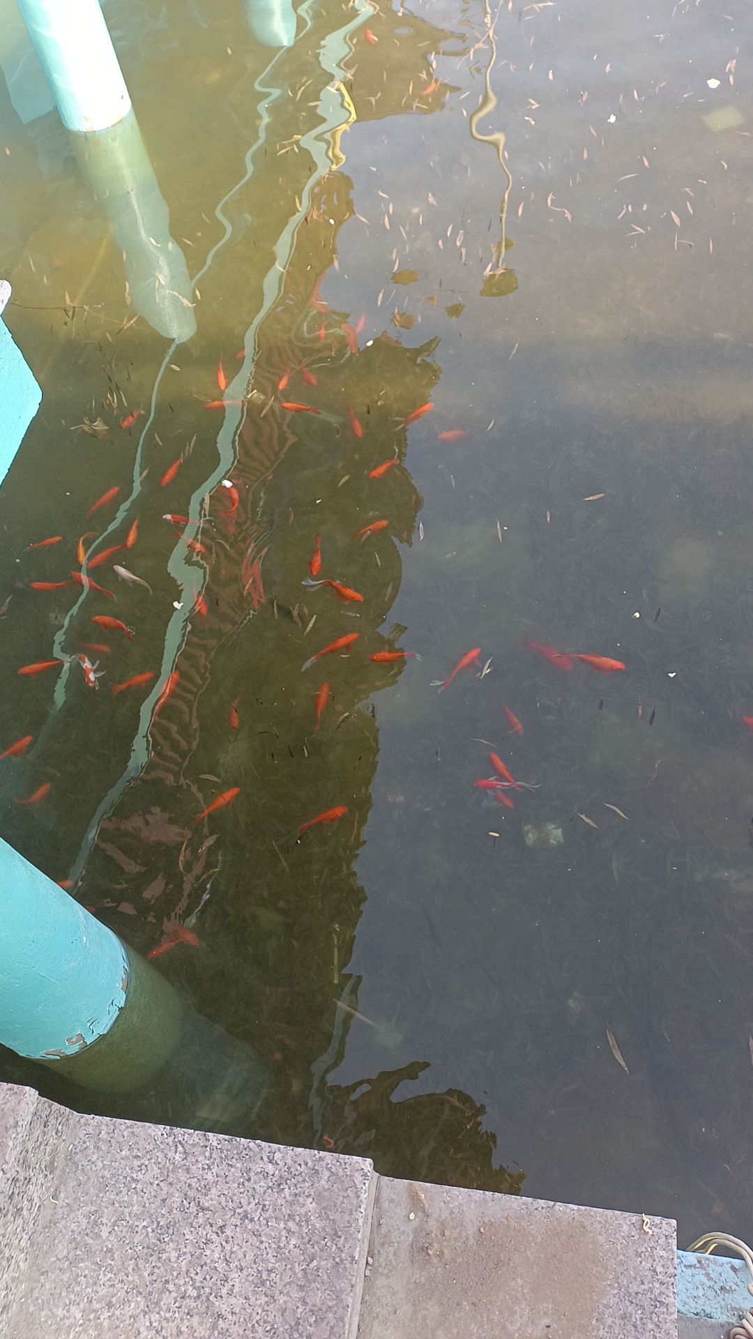 桐封公园旅行图片 1