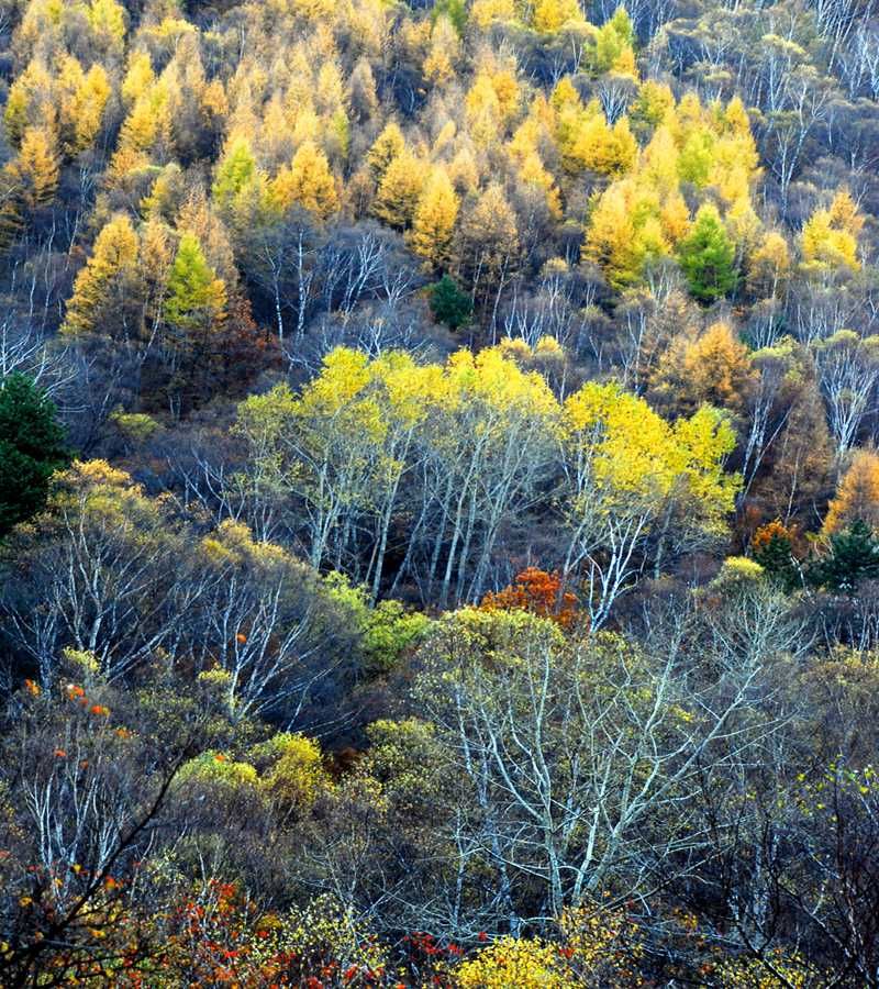 太岳山国家森林公园旅行图片 2