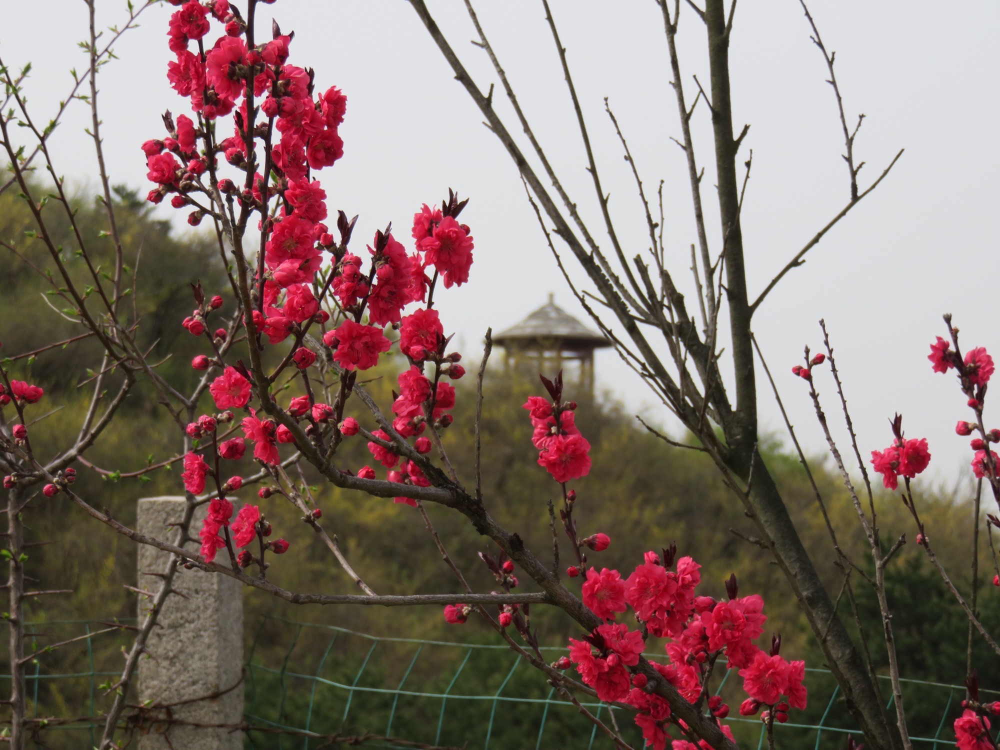 黄花岭风景区旅行图片 1