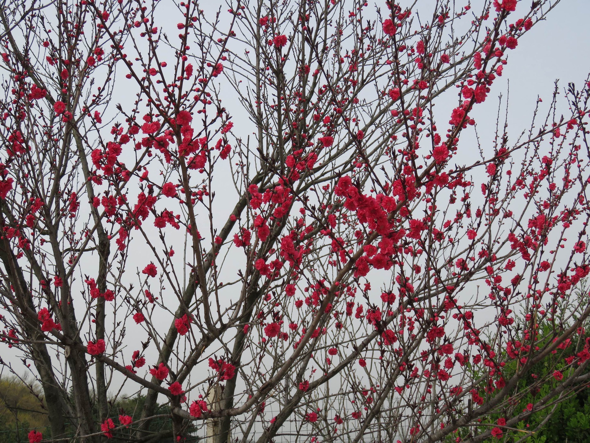 黄花岭风景区旅行图片 2