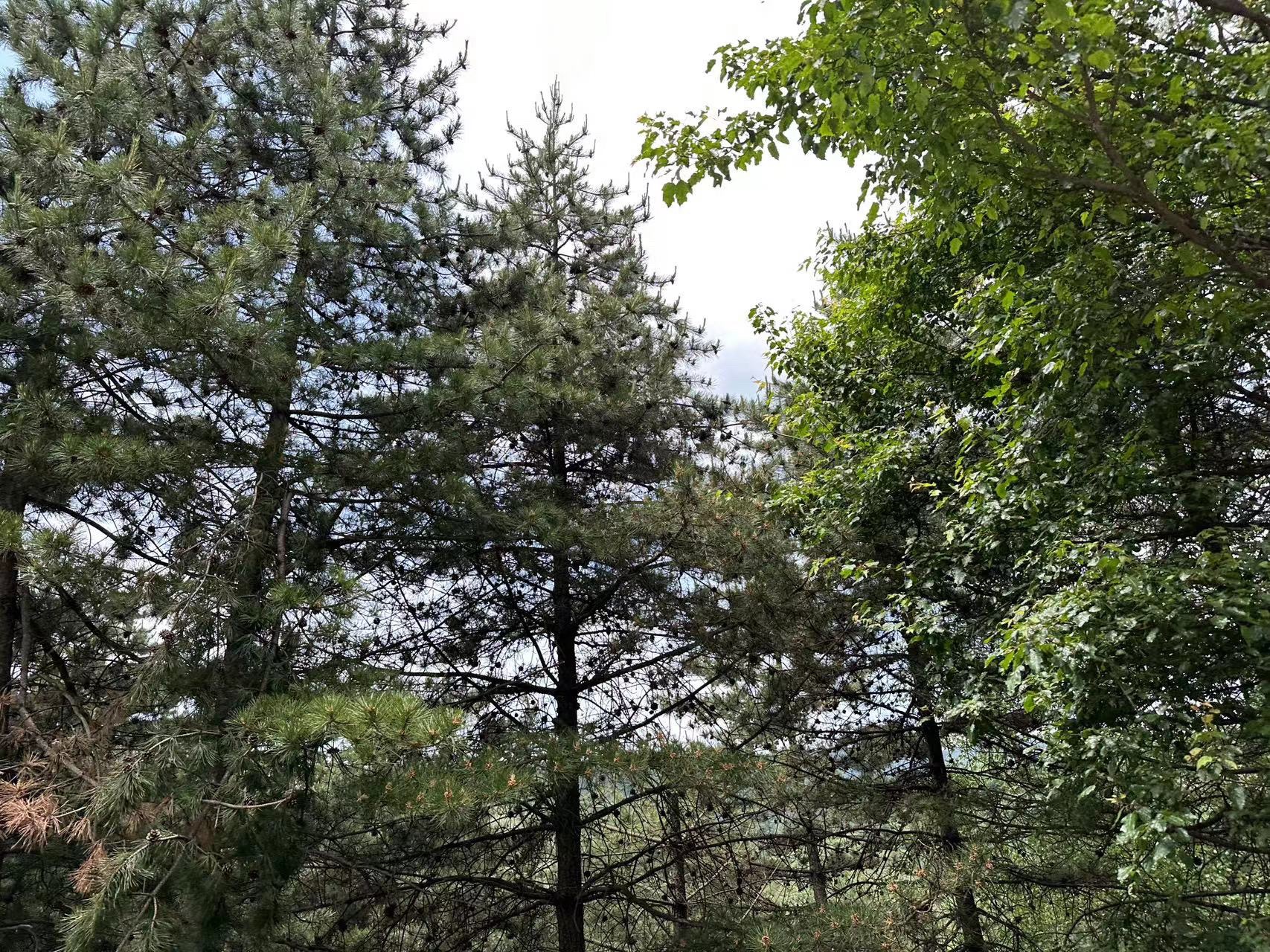 龙祠泉源保护区旅行图片 1
