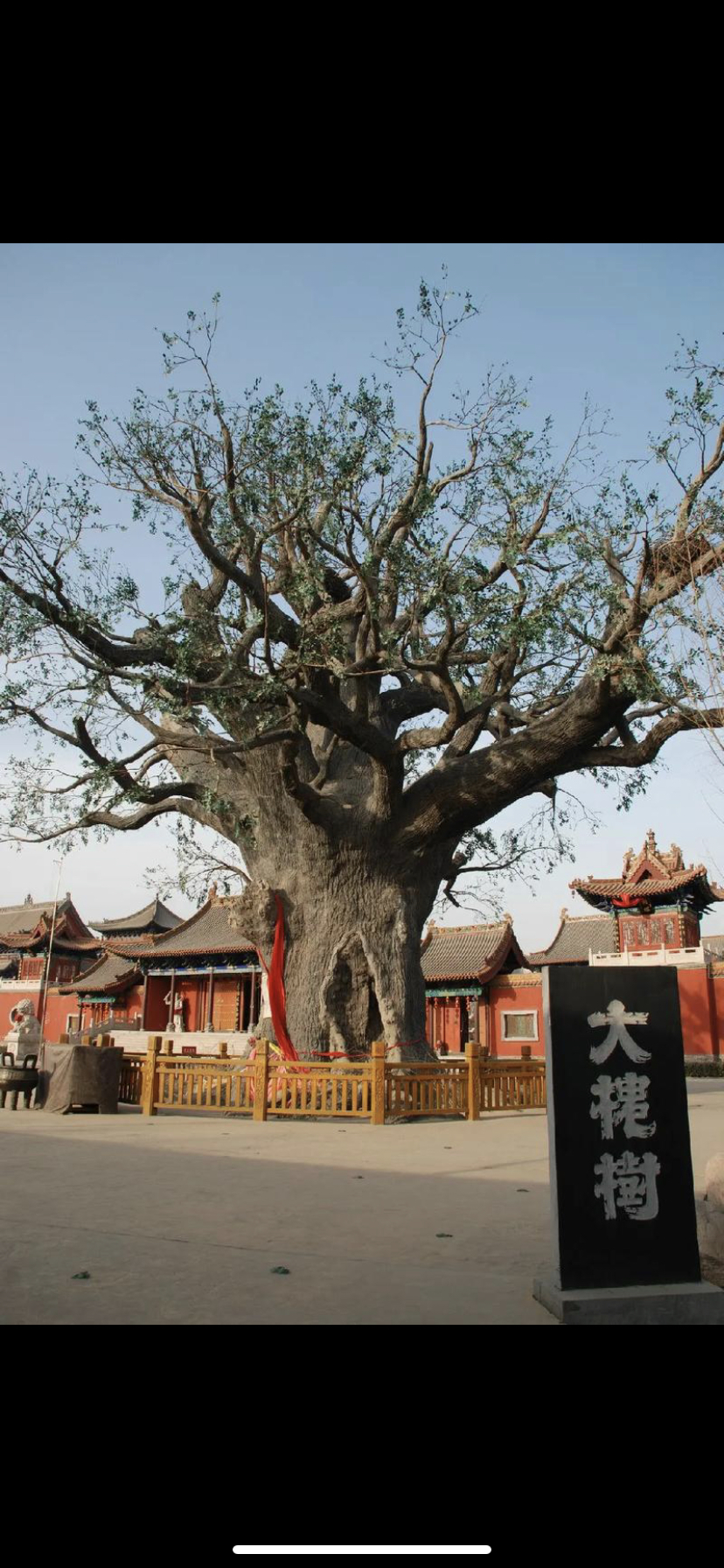 洪洞大槐树寻根祭祖园旅行图片 1