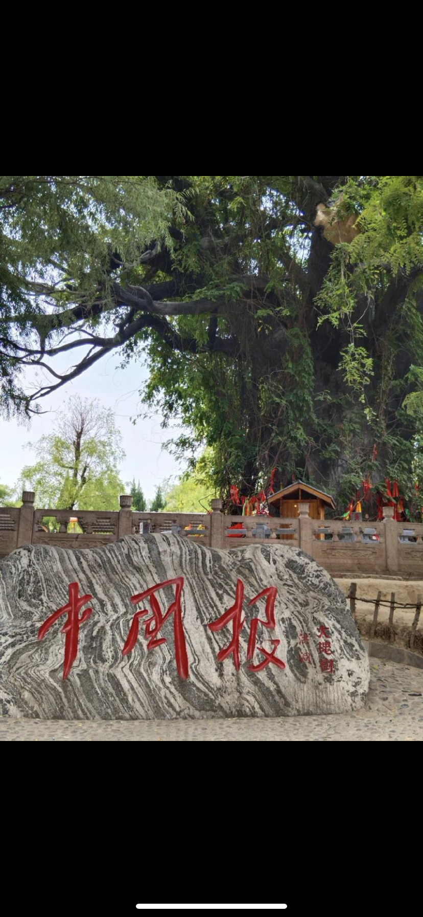 洪洞大槐树寻根祭祖园旅行图片 2
