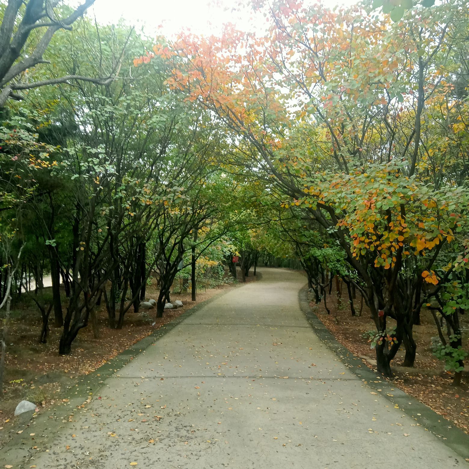 东岭森林公园旅行图片 3