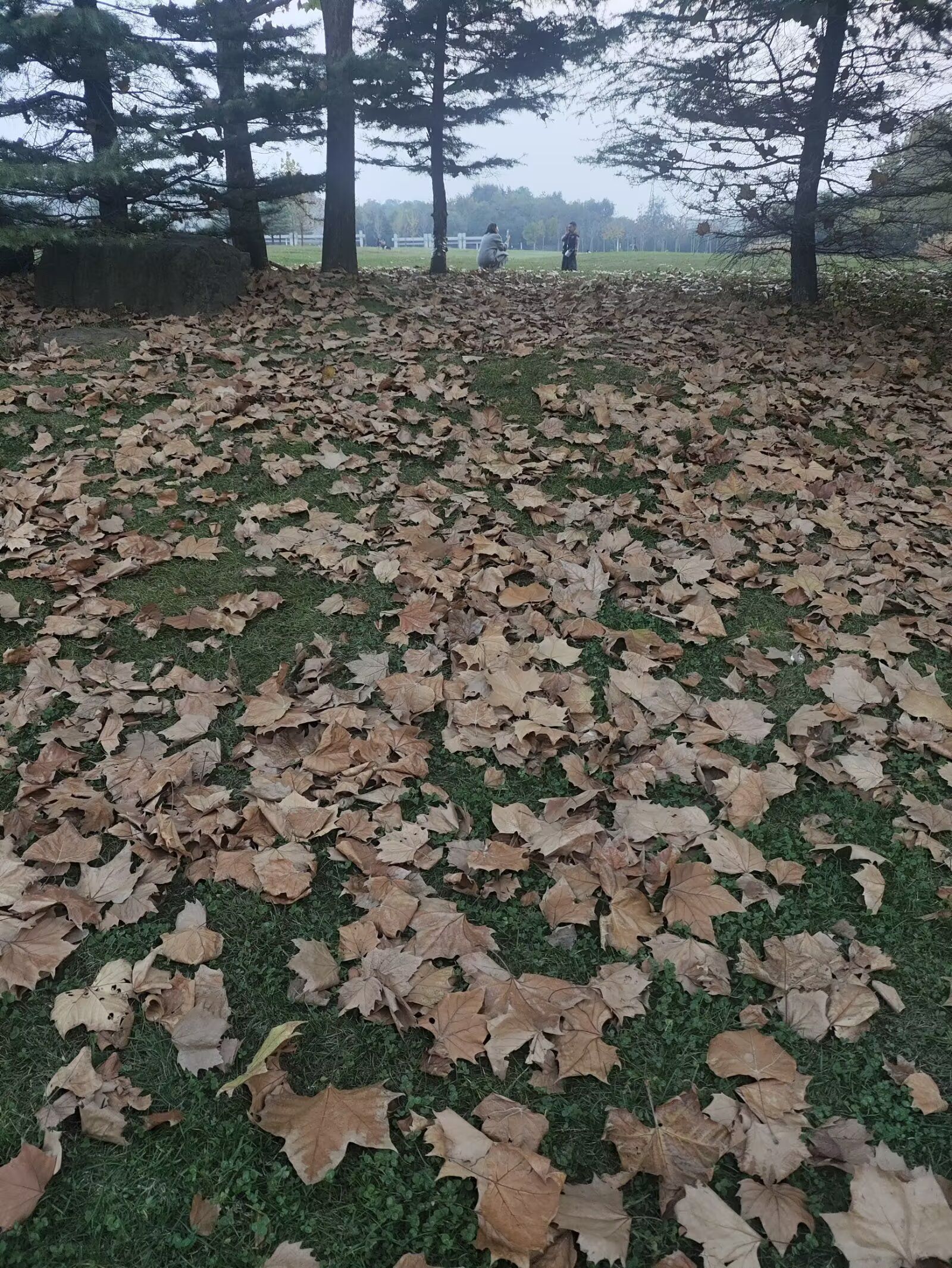 汾河公园旅行图片 3