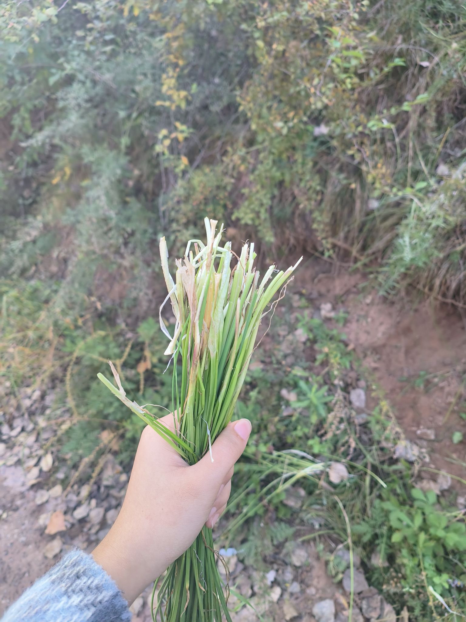 红叶岭风景区旅行图片 1