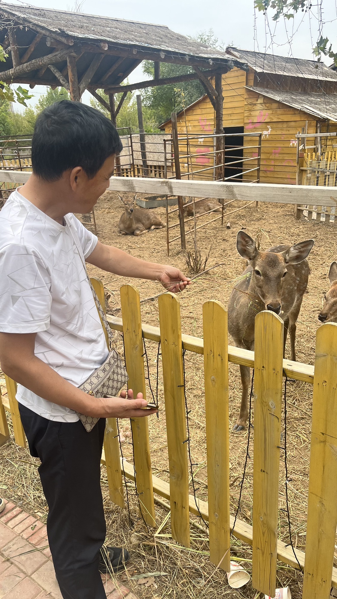 荷花小镇旅行图片 3