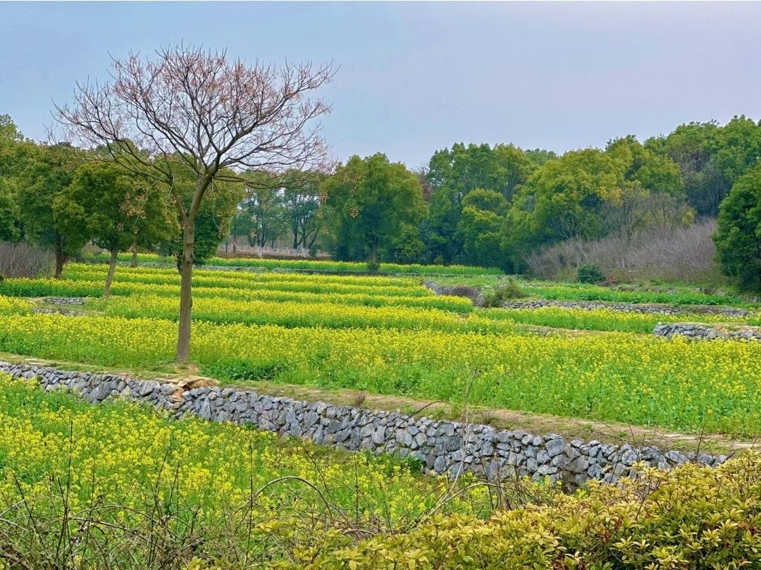 吕梁杏花村旅行图片 3