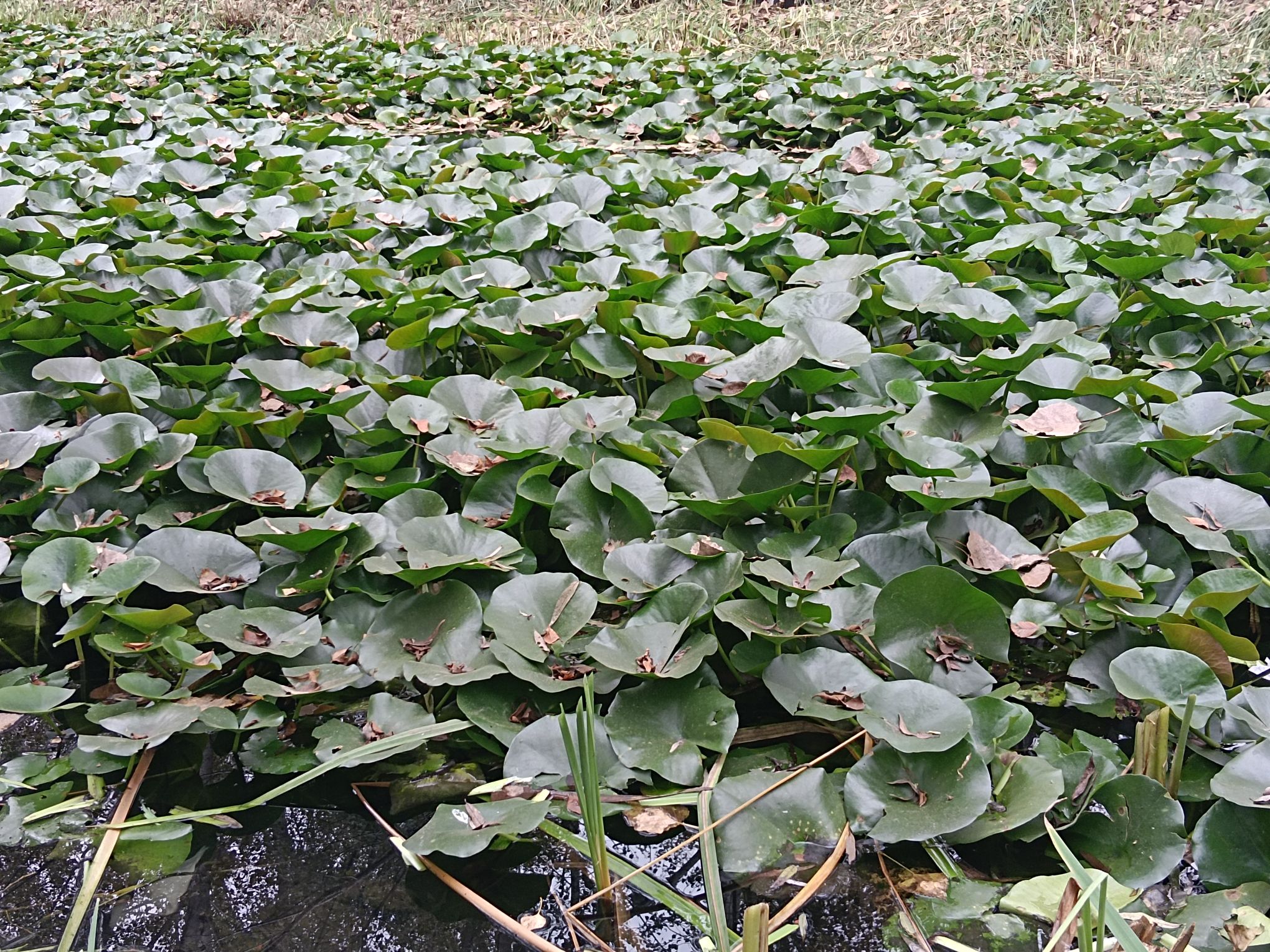 胜溪湖森林公园旅行图片 2