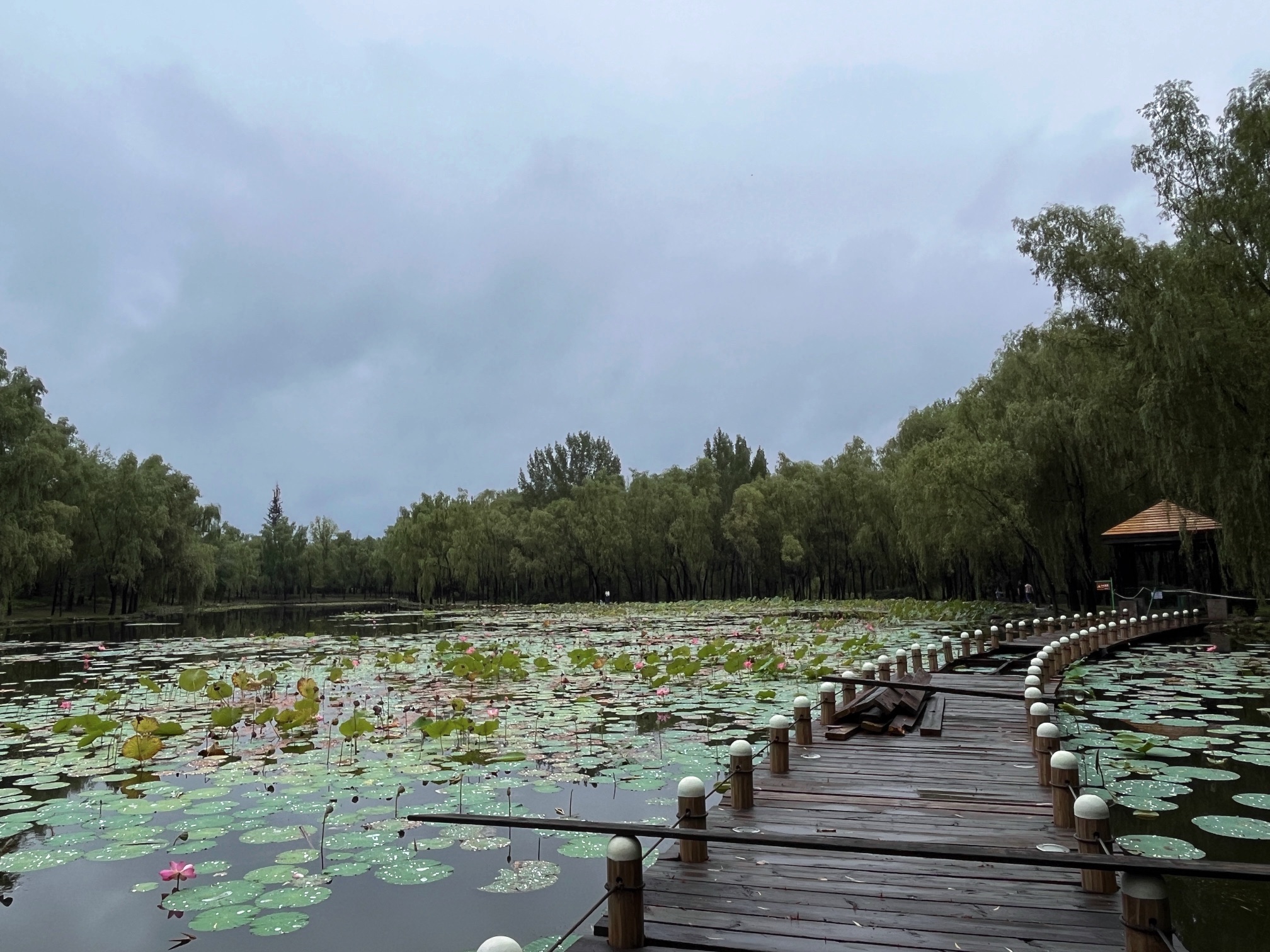胜溪湖森林公园旅行图片 1