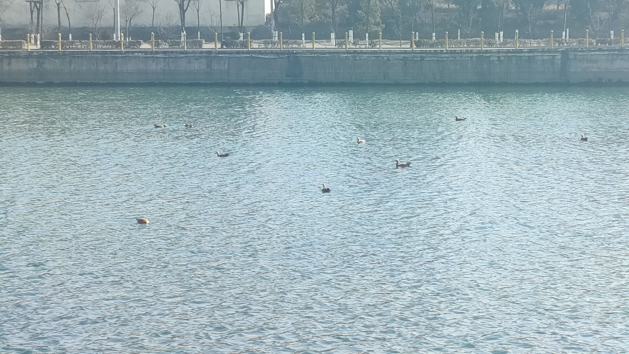 柳林县清河广场旅行图片 3