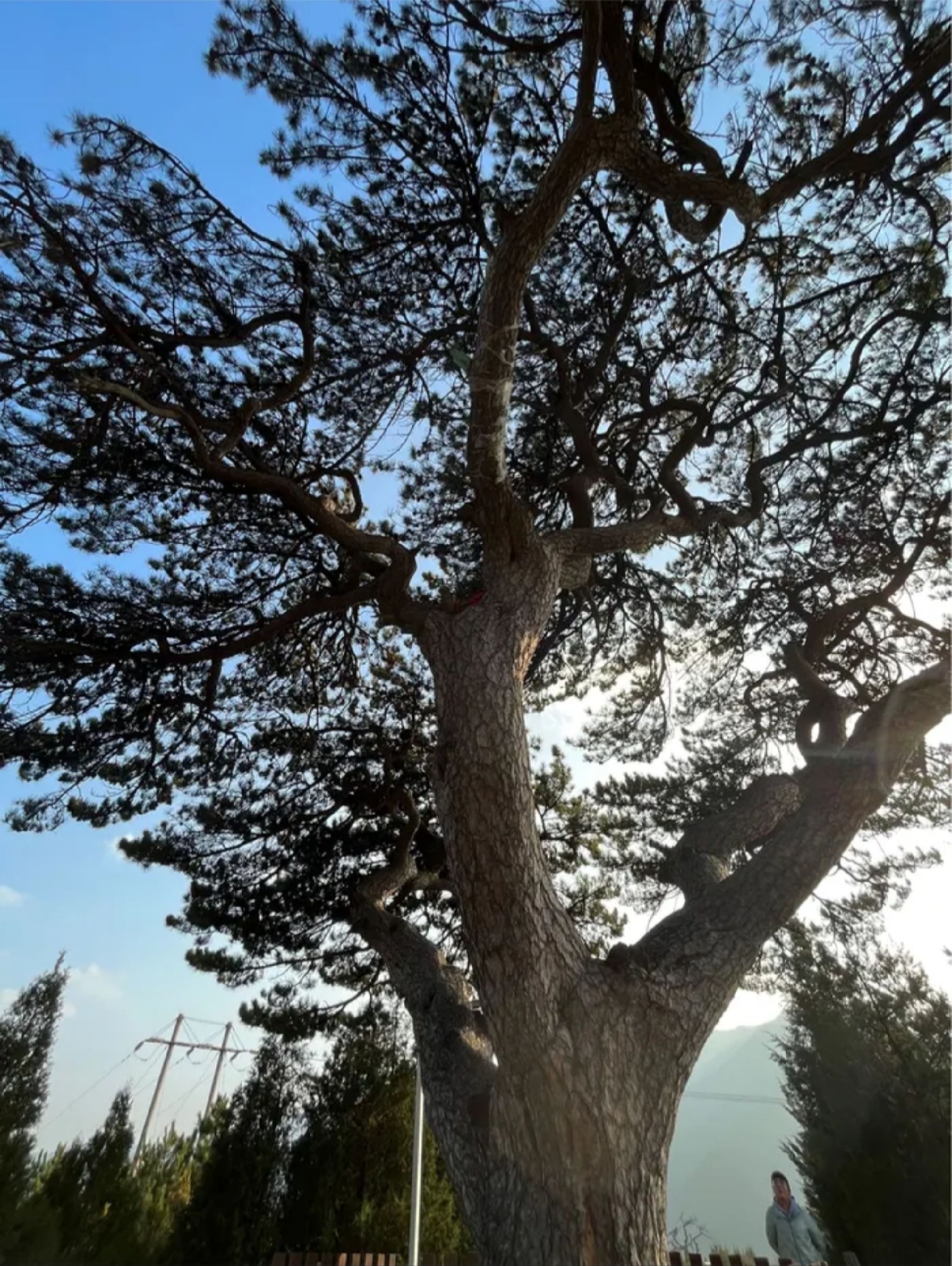 柏洼山风景区旅行图片 1