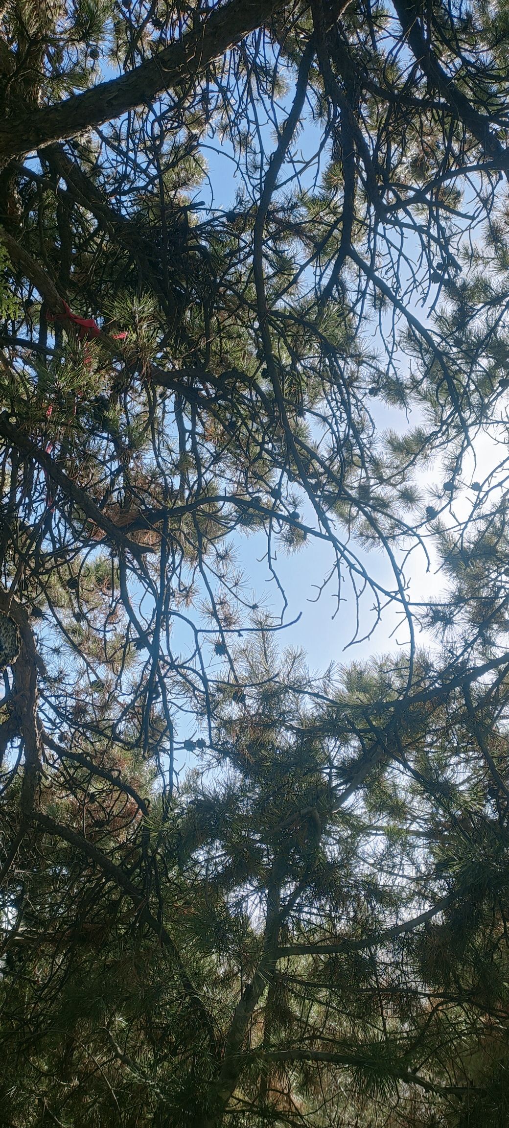 柏洼山风景区旅行图片 3