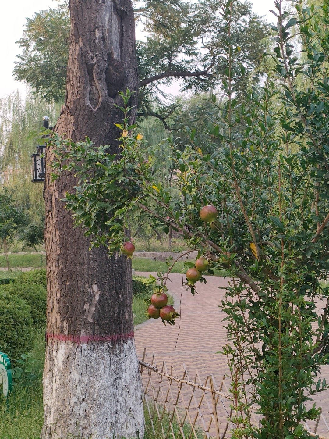 寿圣寺舍利塔旅行图片 3