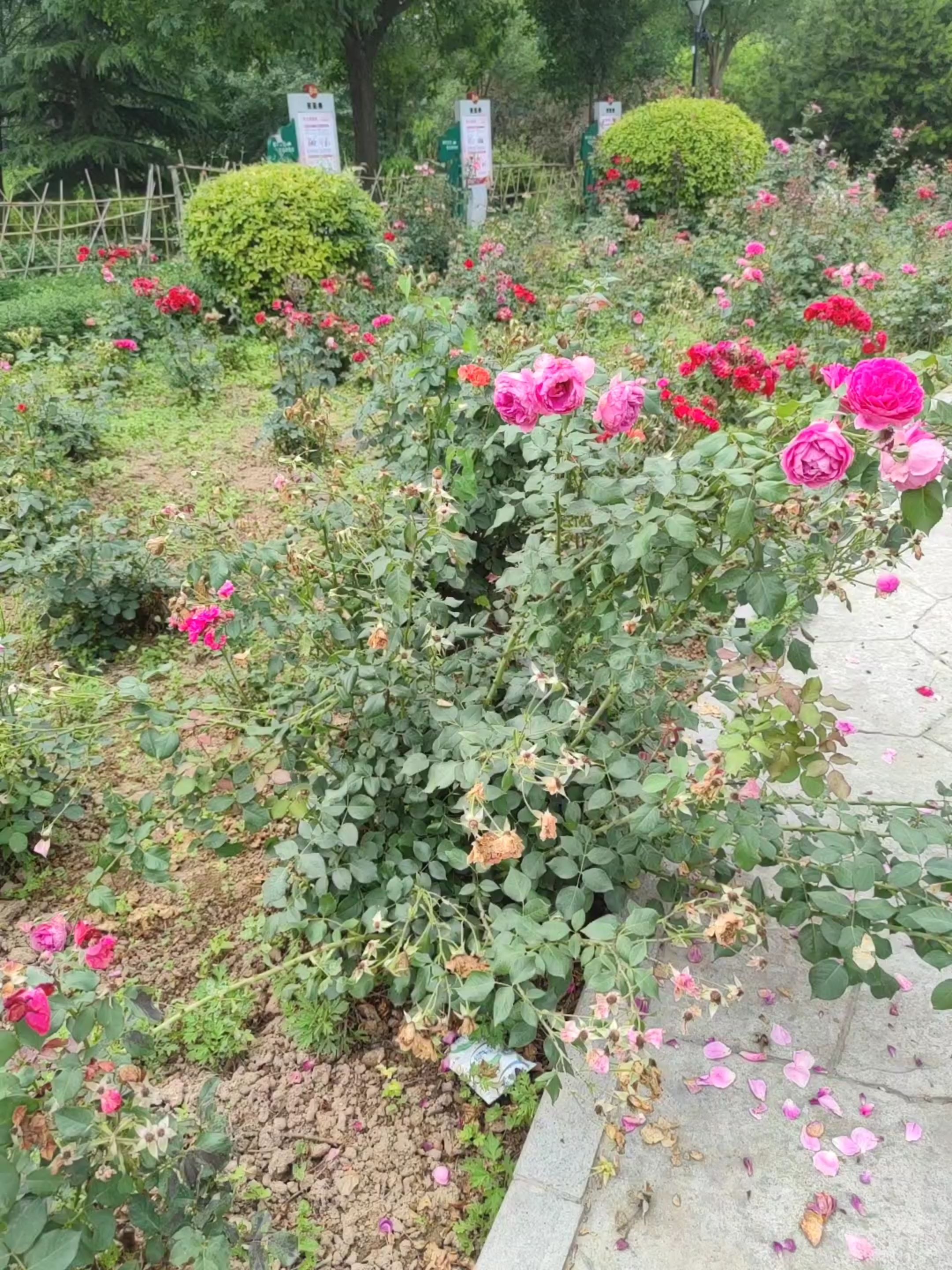 北城公园旅行图片 1