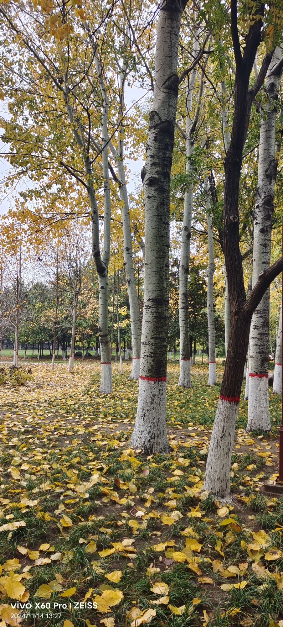 柳园旅行图片 3