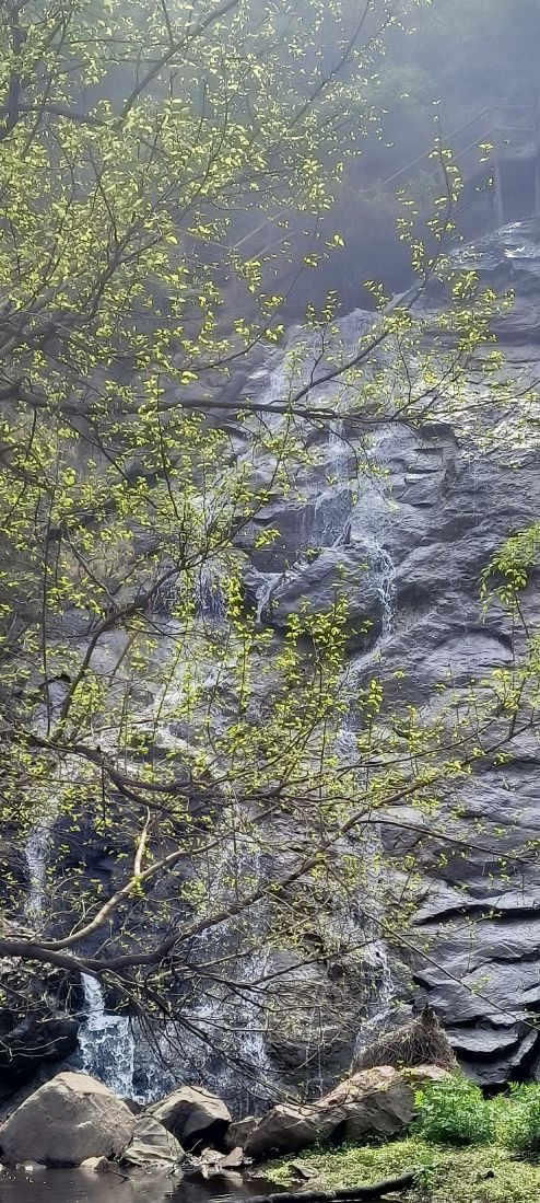 舜帝山森林公园旅行图片 1