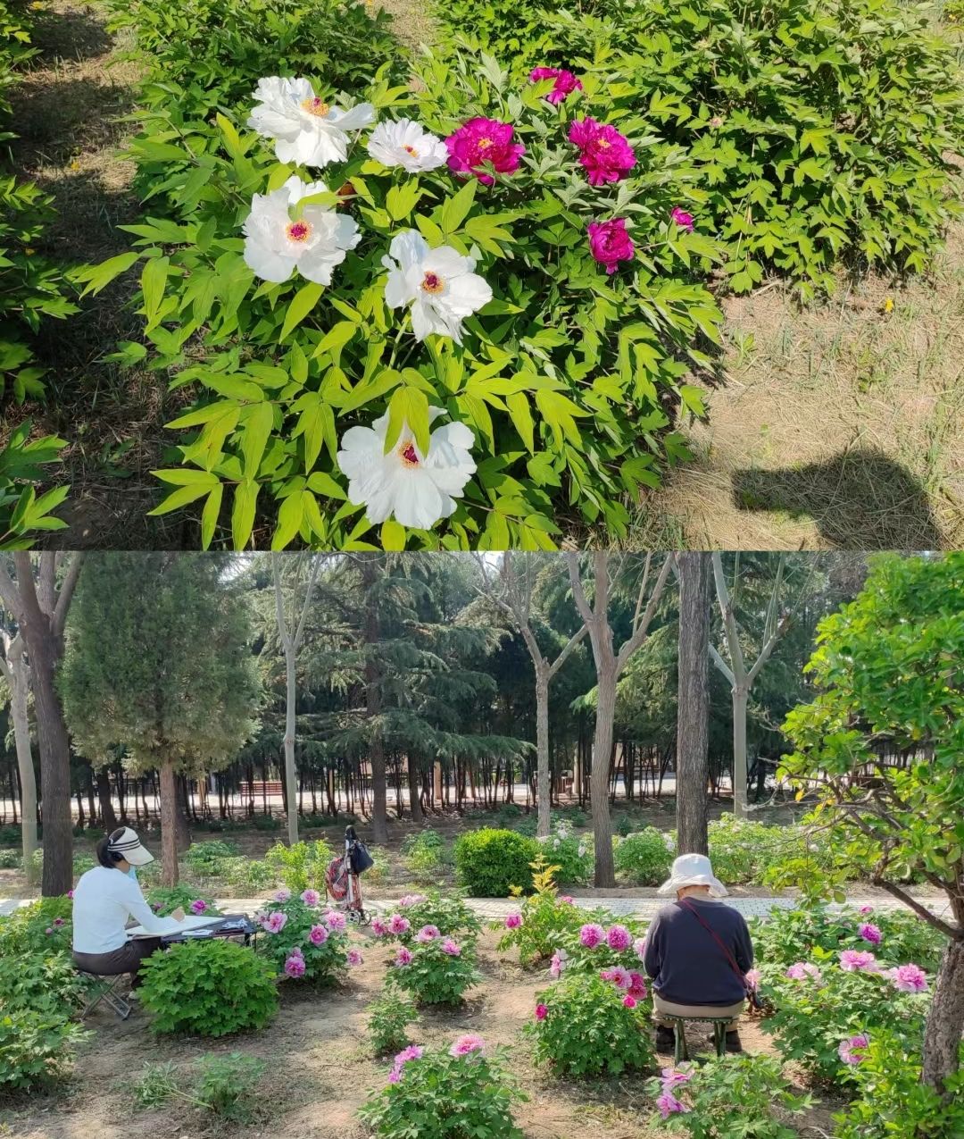 舜帝山森林公园旅行图片 1