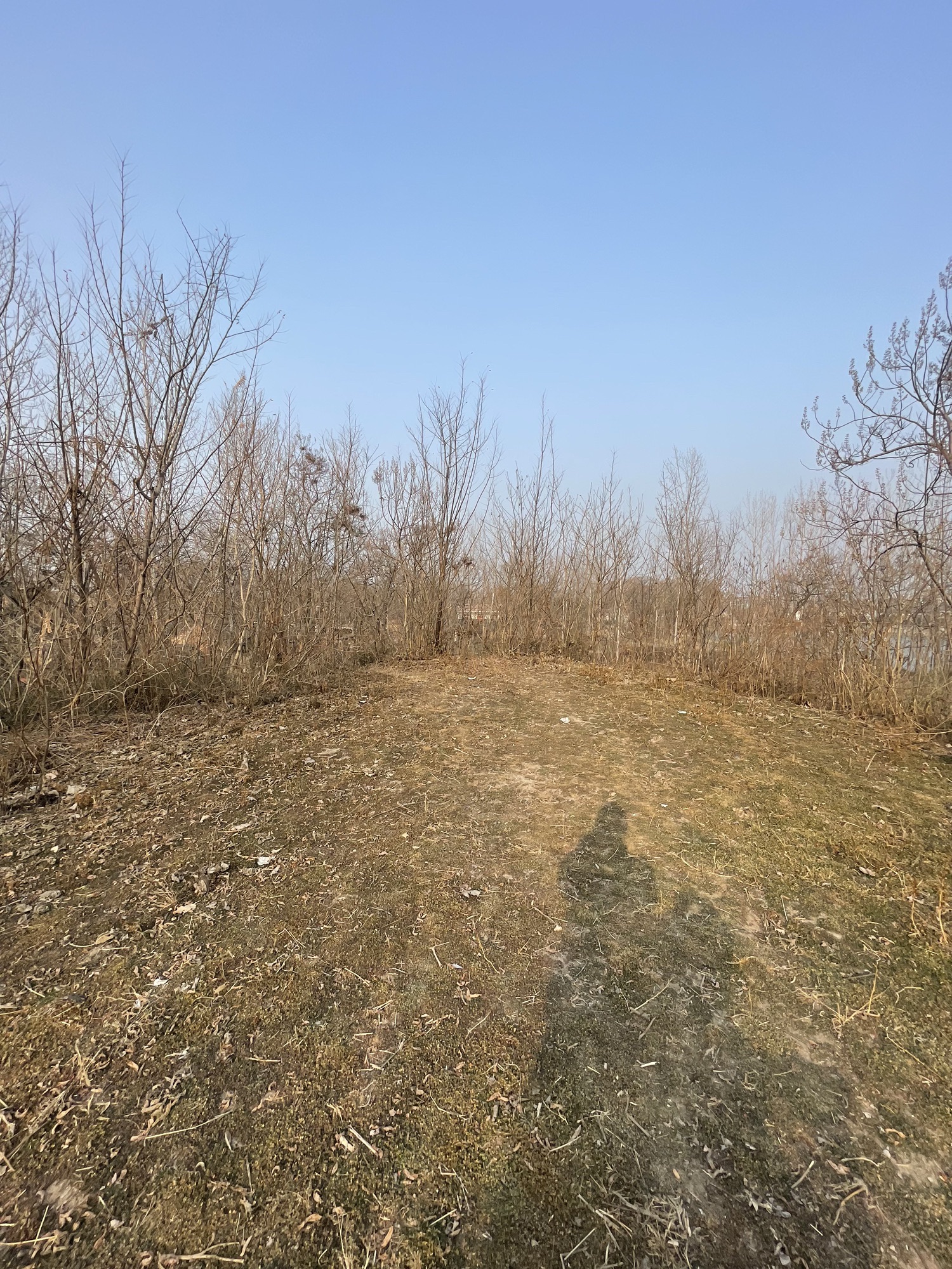 永城造律台遗址旅行图片 2