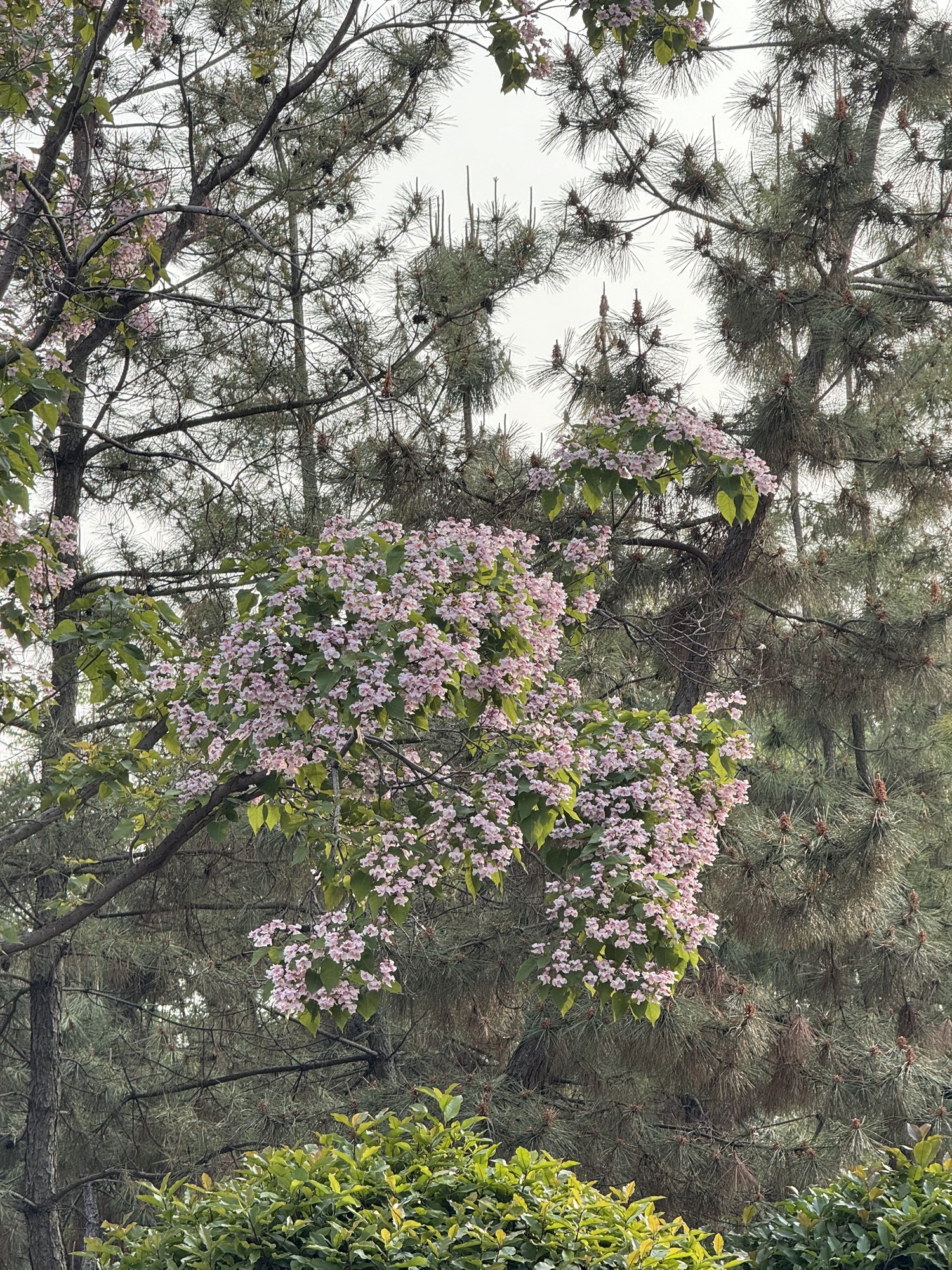 商丘火神台景区旅行图片 1