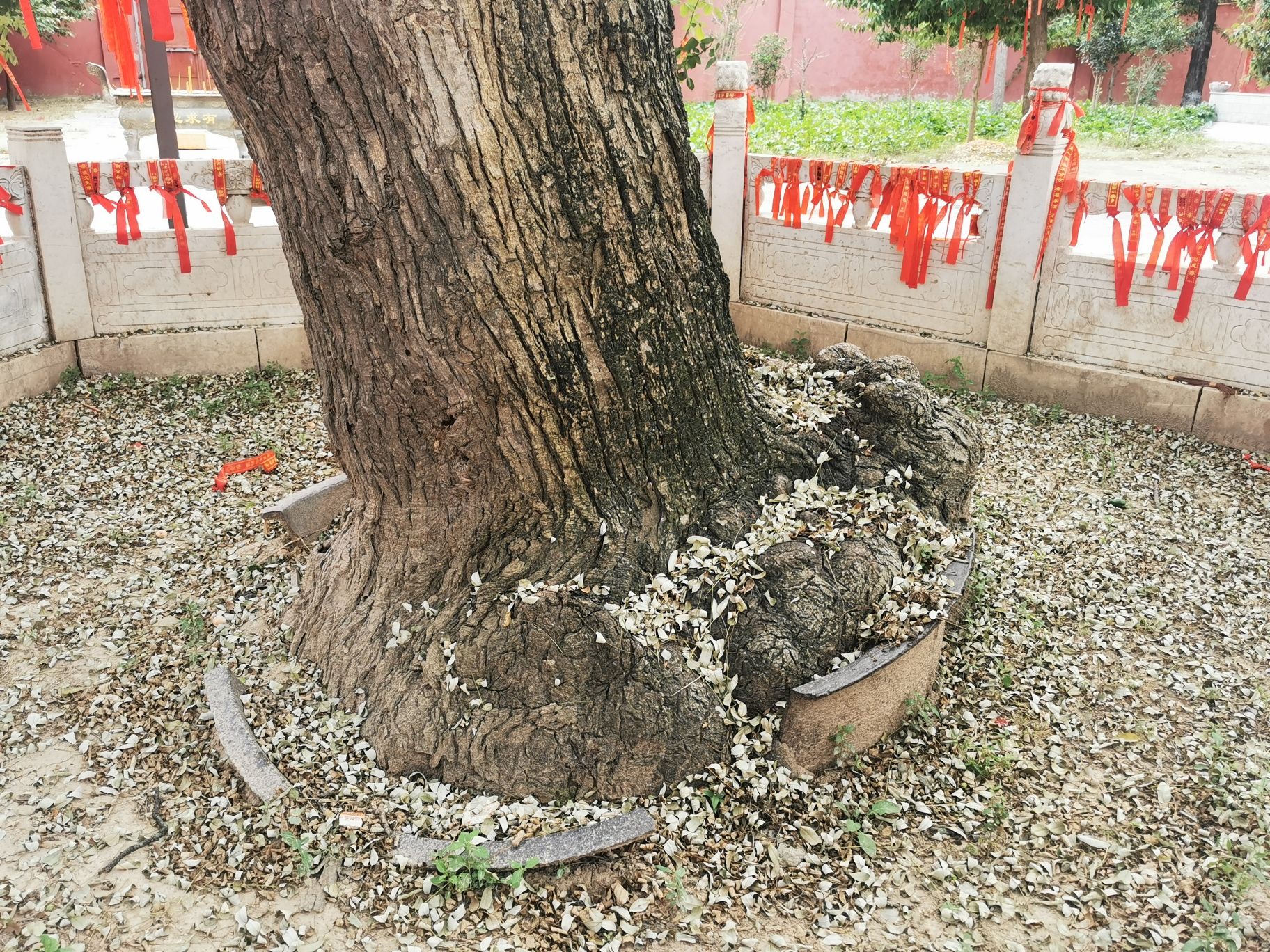 商丘民权县白云禅寺景区旅行图片 2