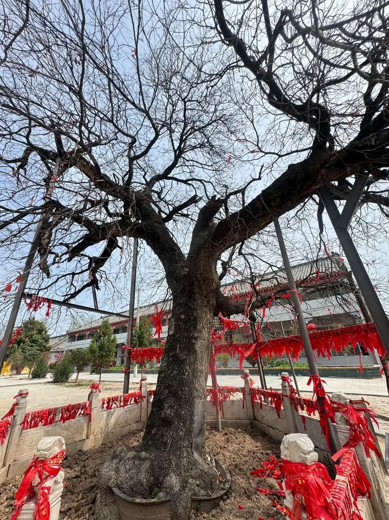 商丘民权县白云禅寺景区旅行图片 1