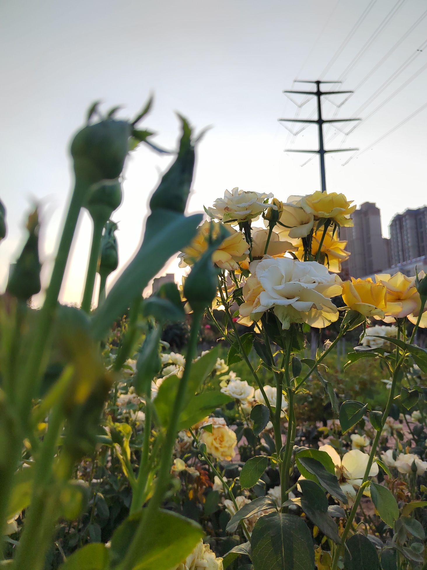 荥阳市人民公园旅行图片 2
