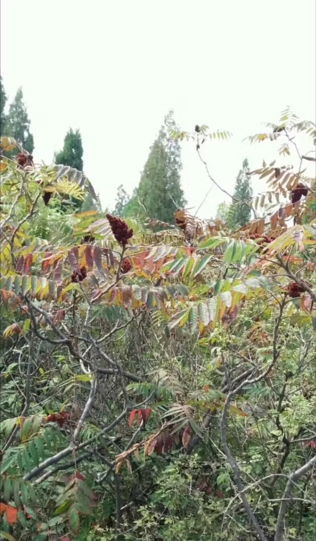 青屏山公园旅行图片 3