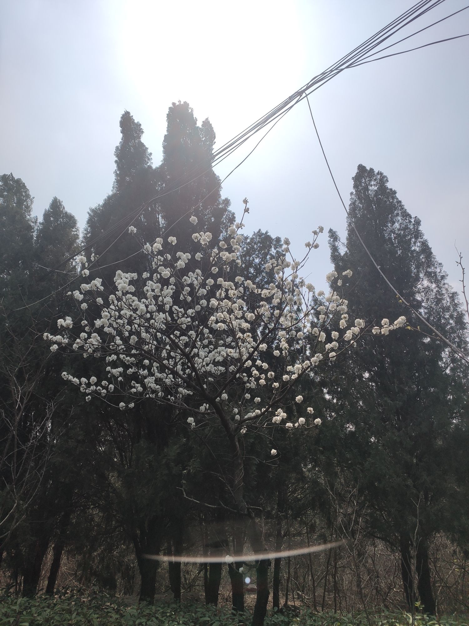 青屏山公园旅行图片 2