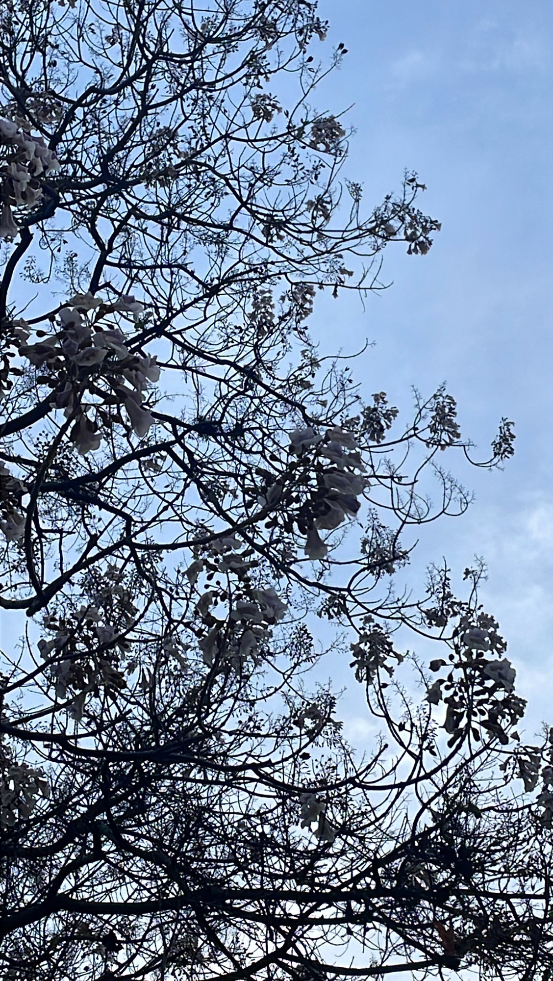 绿荫公园旅行图片