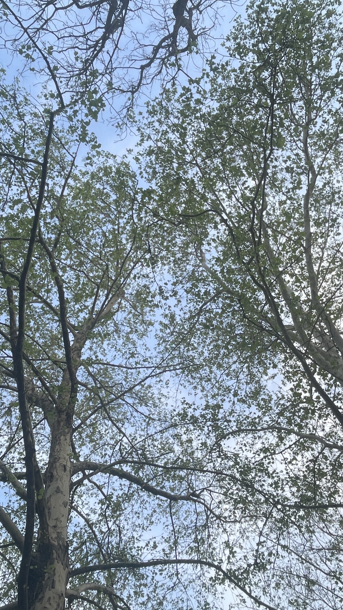 绿荫公园旅行图片 2