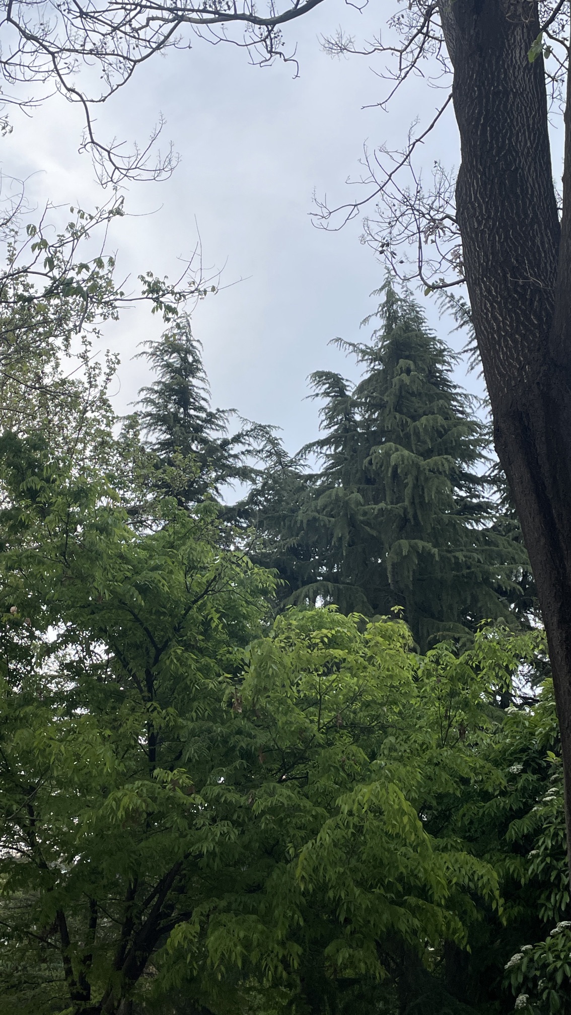 绿荫公园旅行图片 3