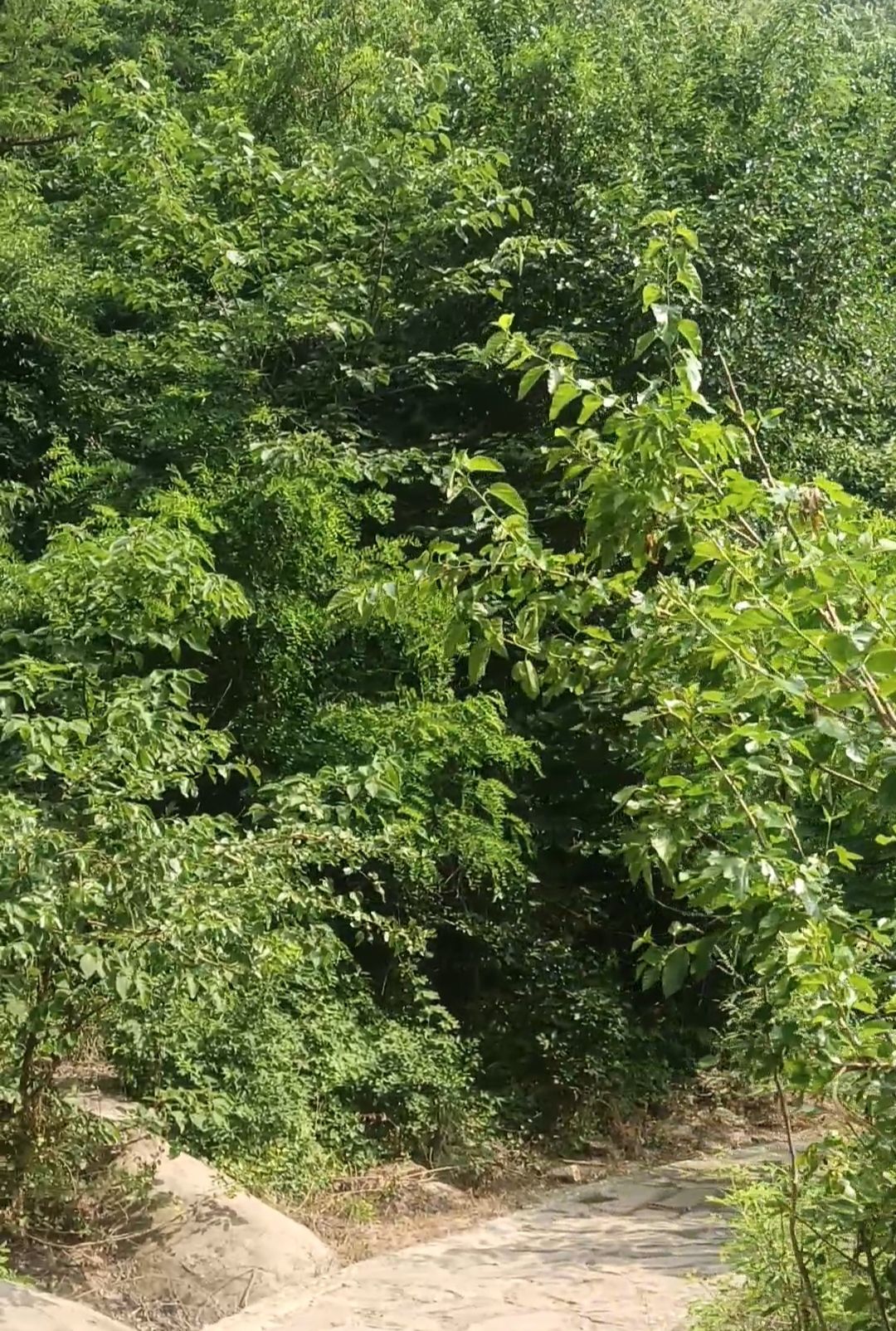 黑龙潭风景区旅行图片 3