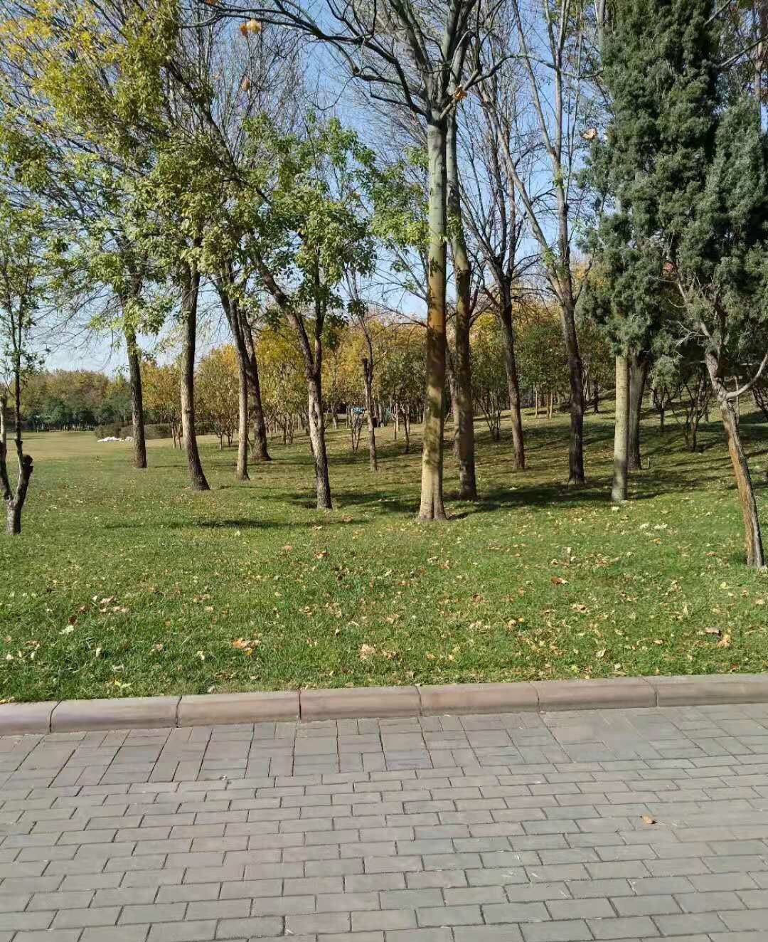竹之园旅行图片 3
