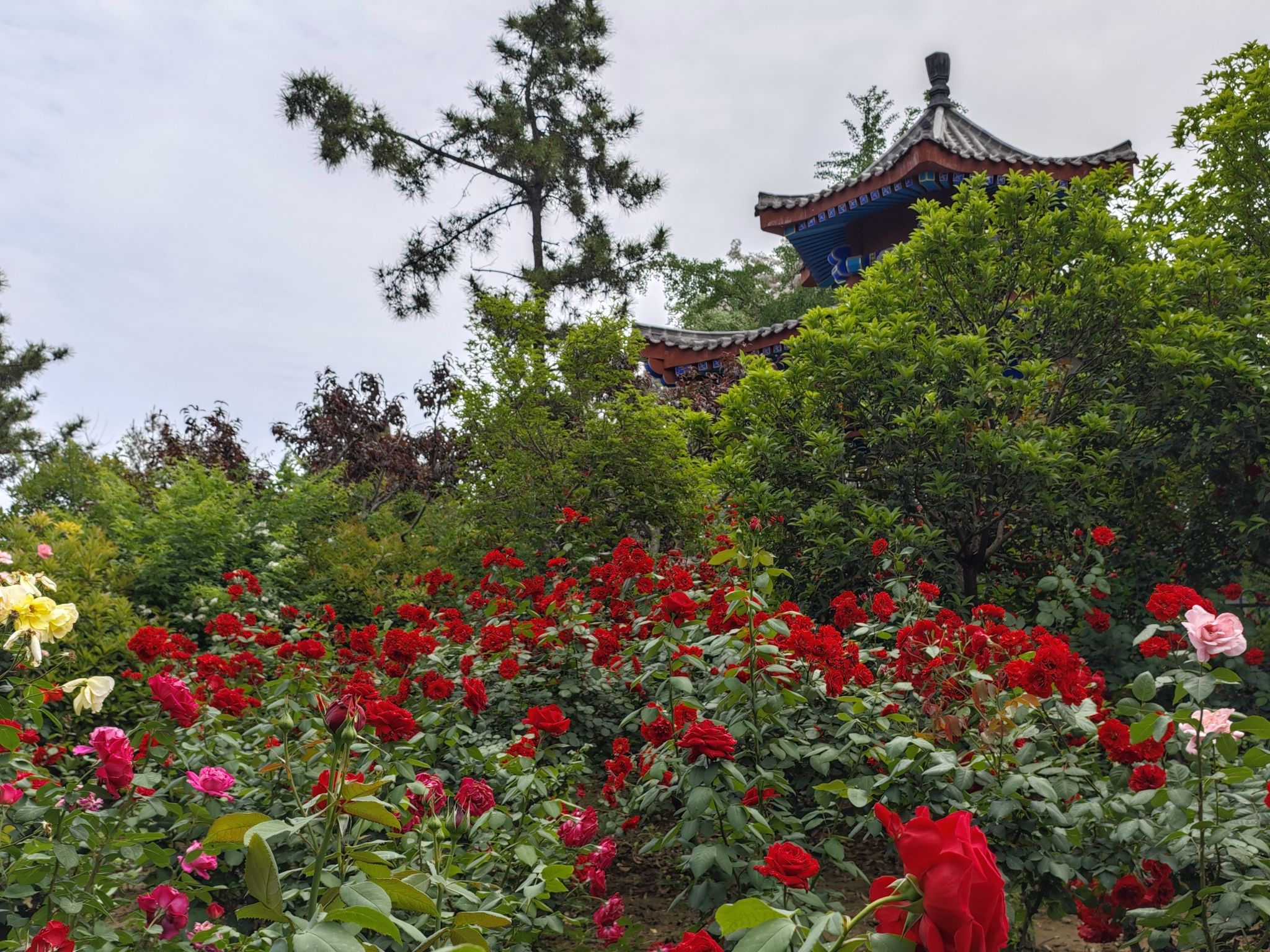 郑州市月季公园
