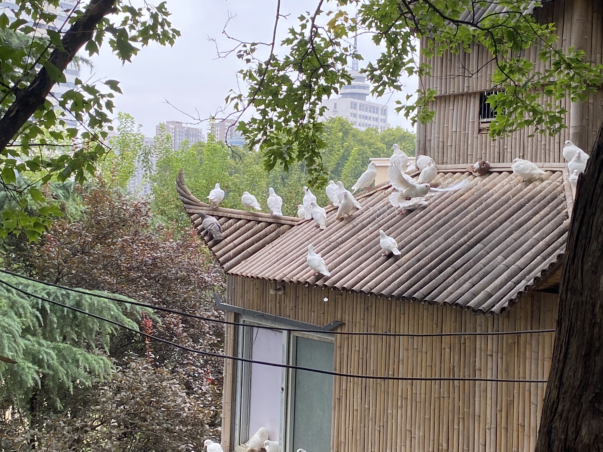 紫荆山公园旅行图片 1