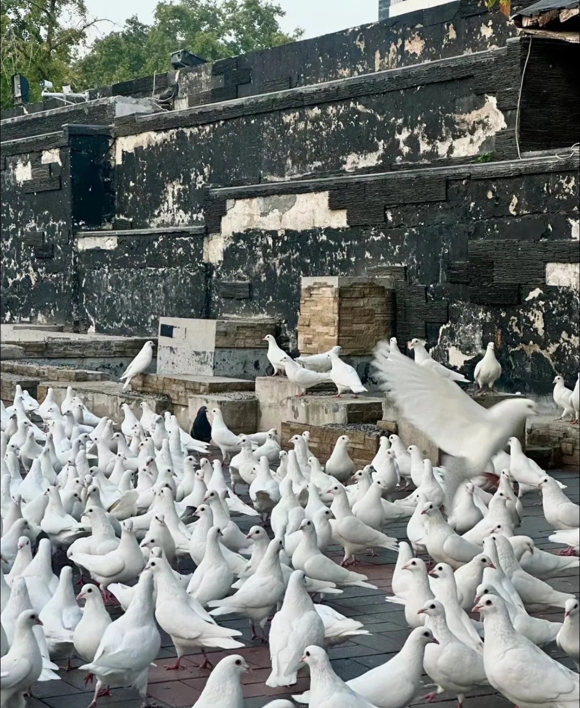紫荆山公园旅行图片 1