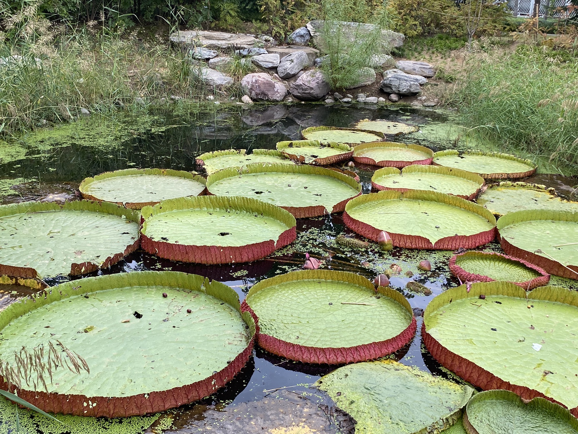 紫荆山公园旅行图片 2