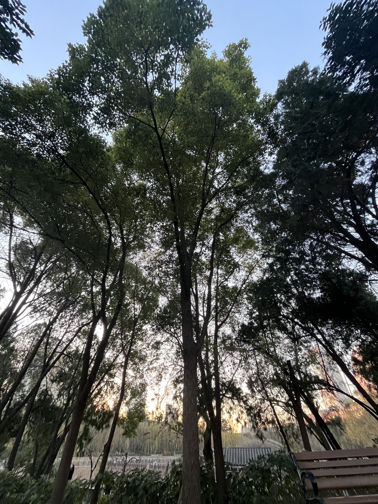 紫荆山公园旅行图片 1