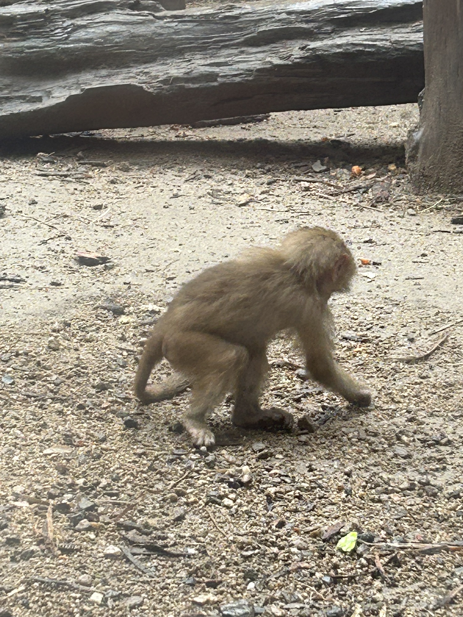 郑州市动物园旅行图片 1