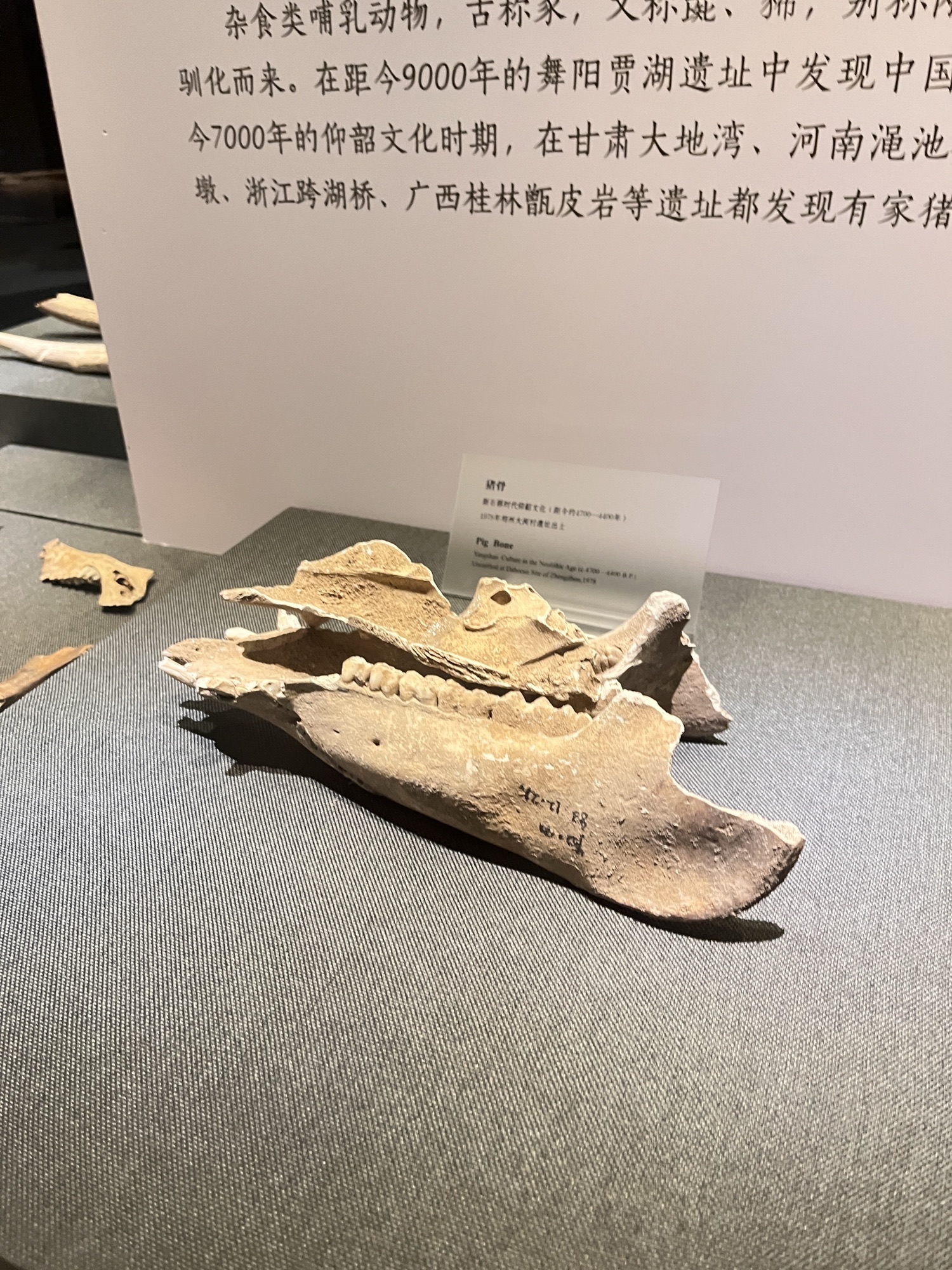 大河村国家考古遗址公园旅行图片 1
