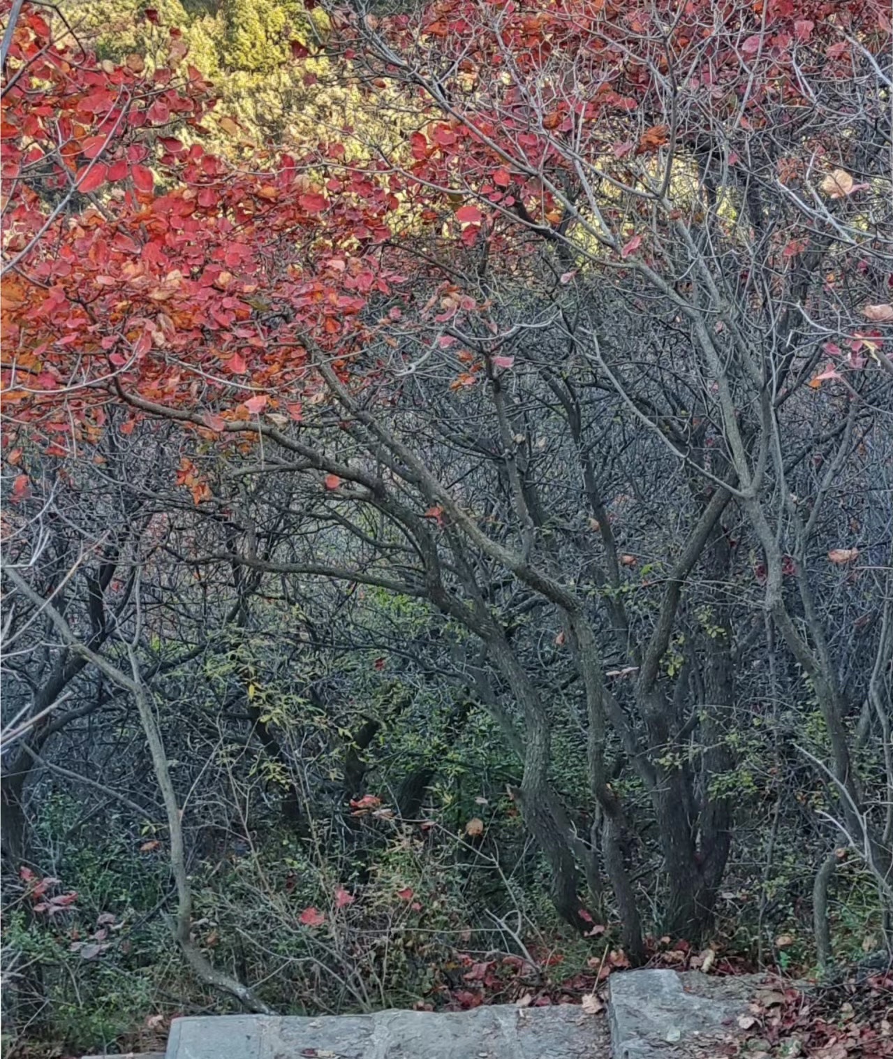 长寿山旅行图片 1