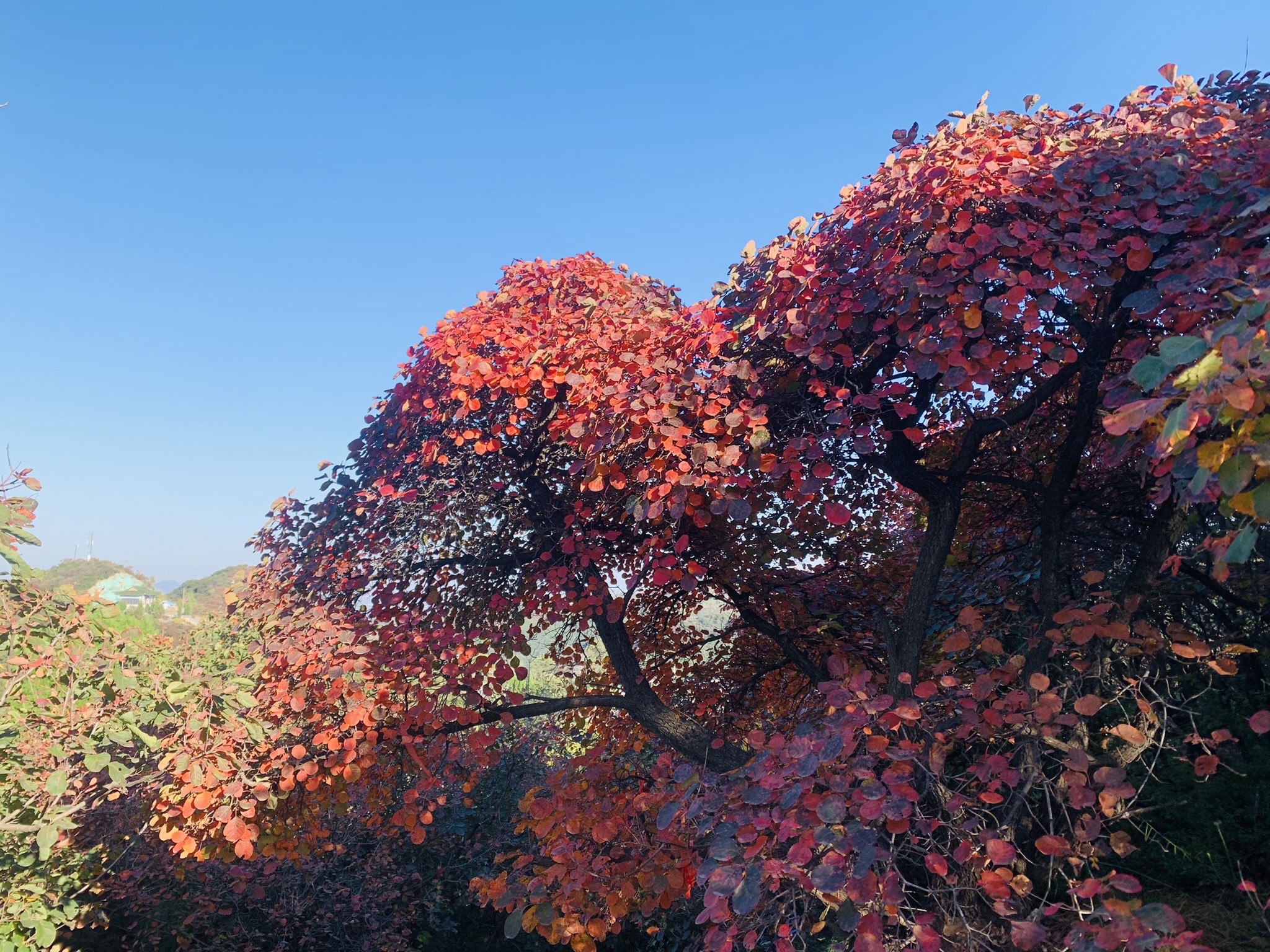长寿山旅行图片 3