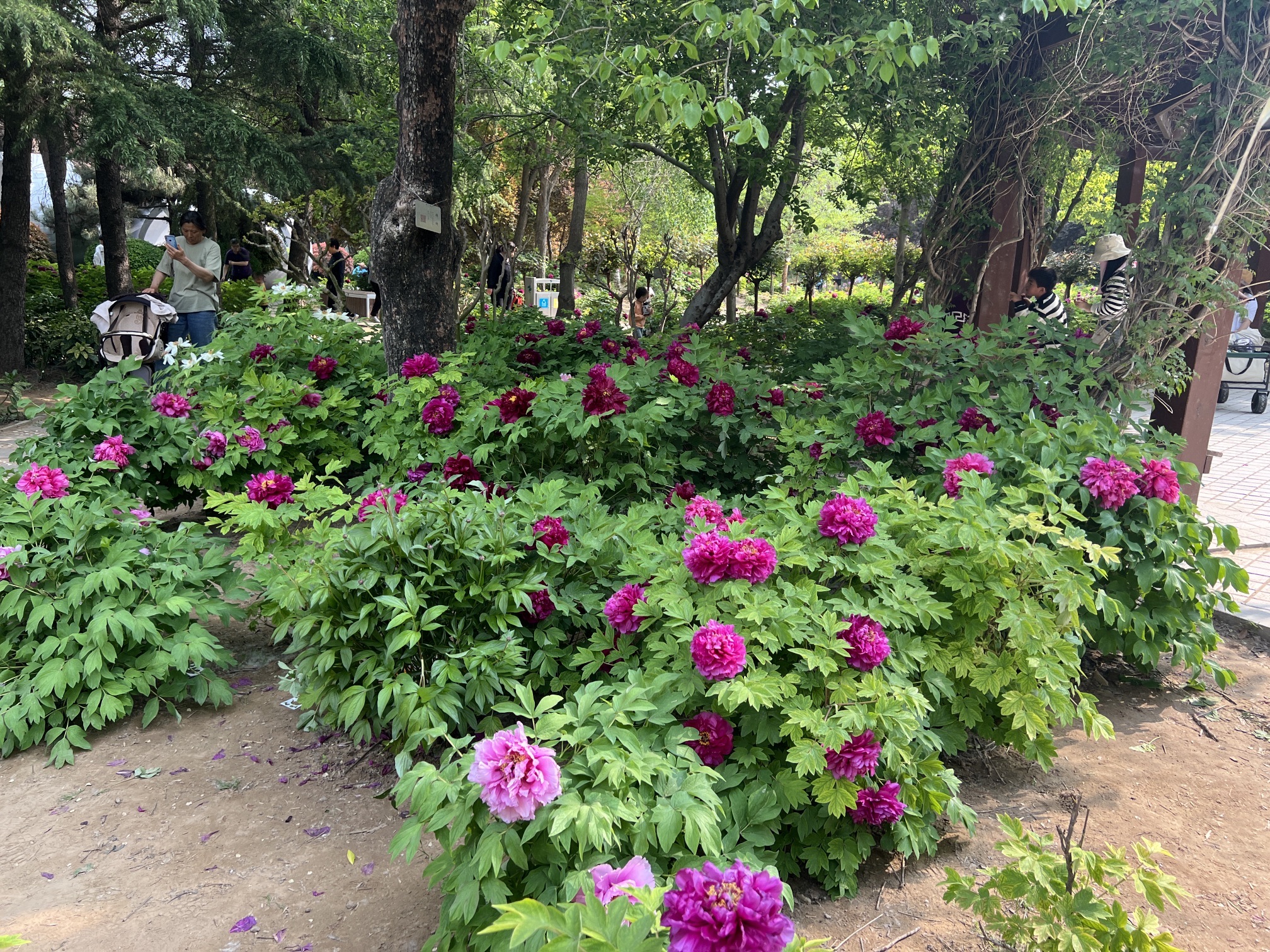绿博园旅行图片 2