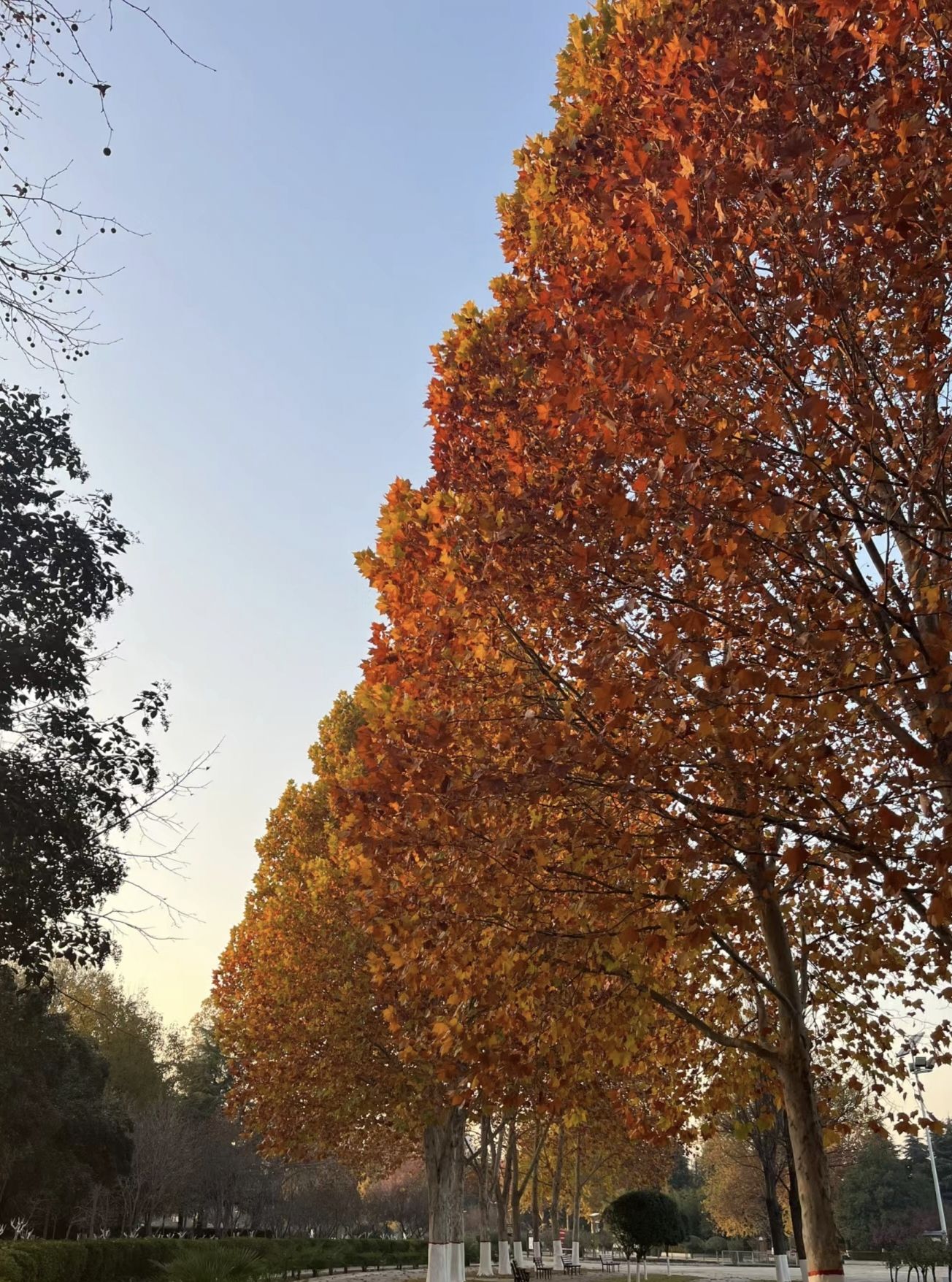 荥阳京襄城遗址生态园旅行图片 3